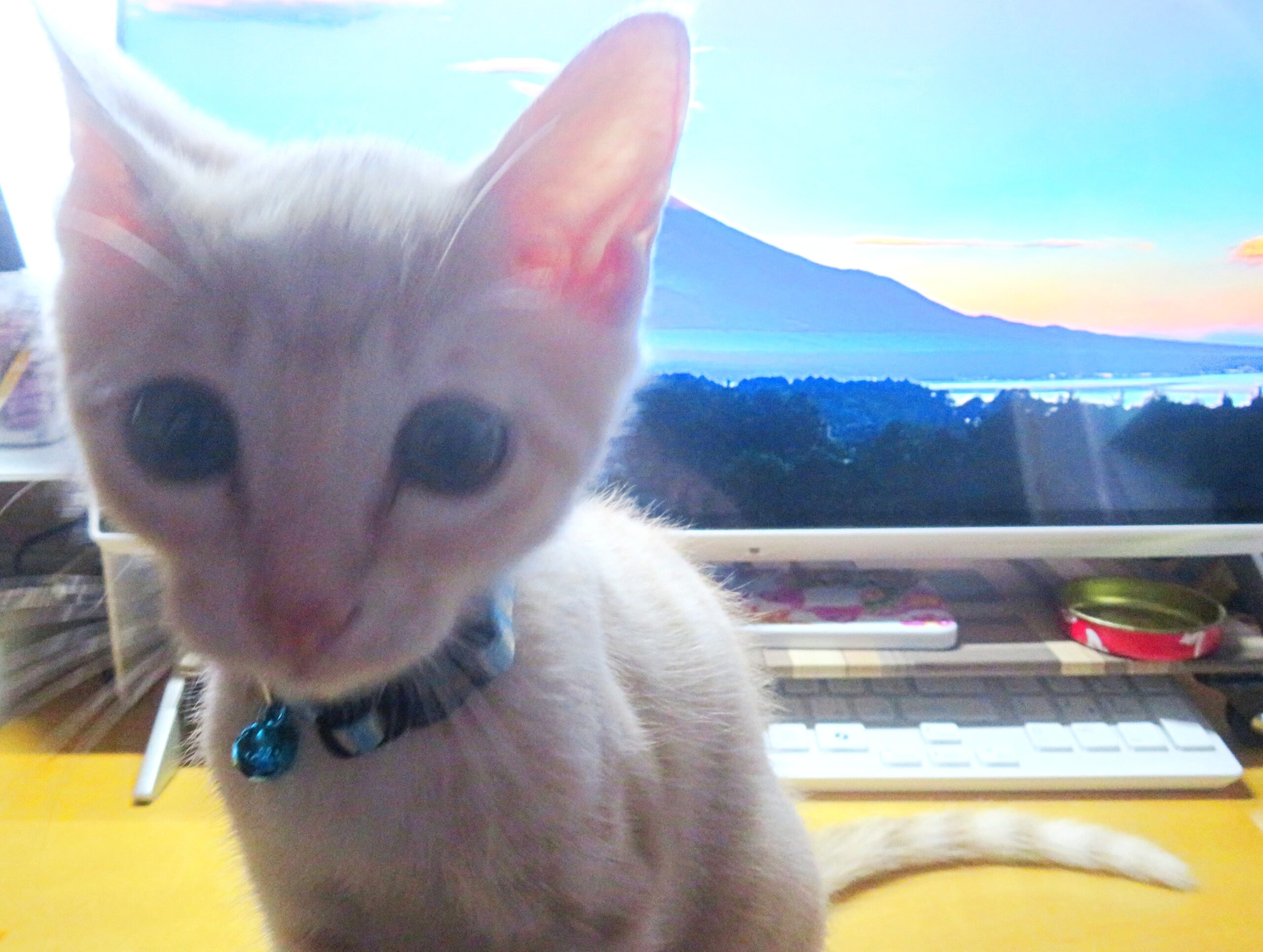 こねこ、そら、遊ぶ