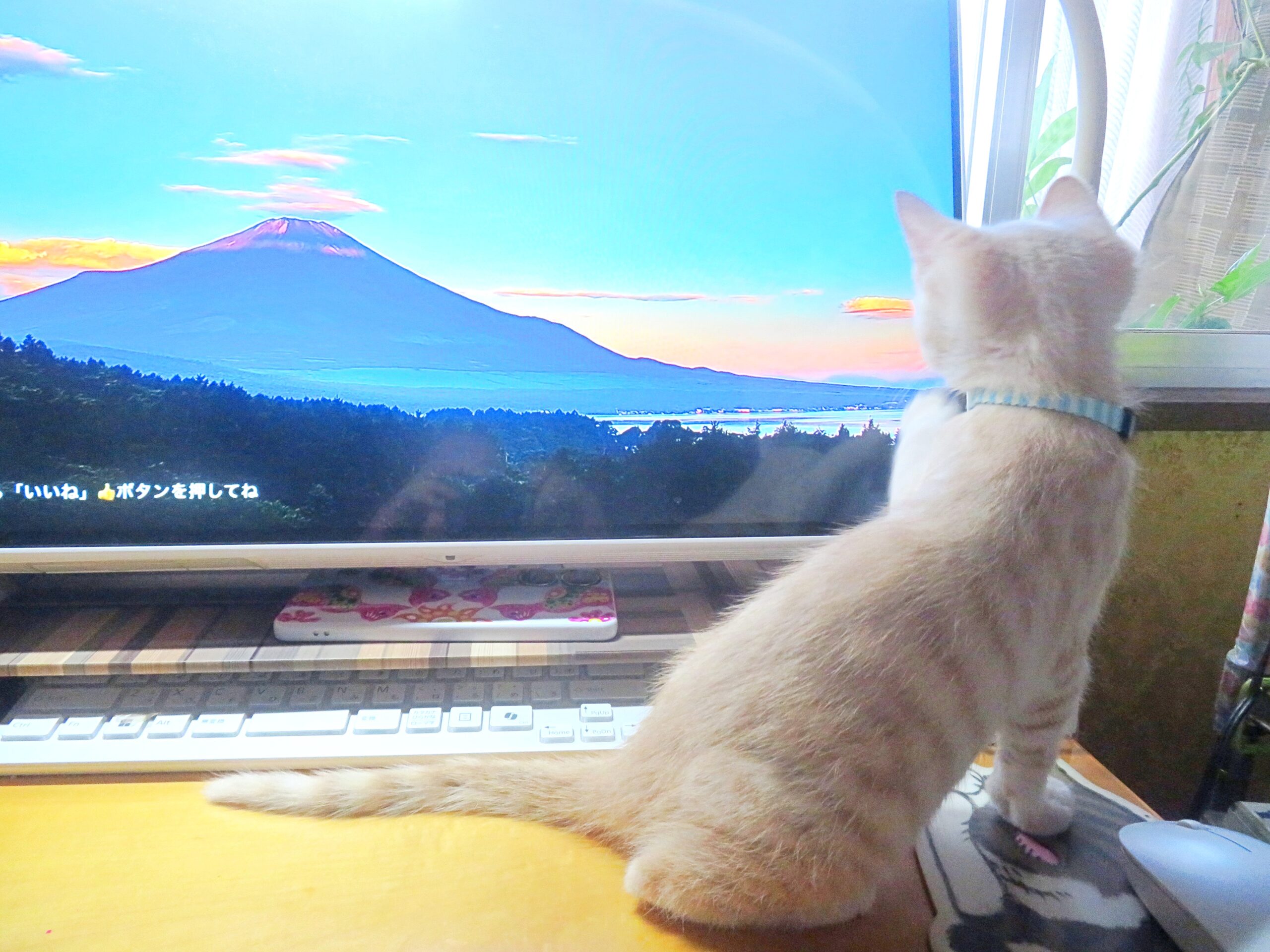 こねこ、そら、遊ぶ