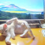こねこ、そら、遊ぶ