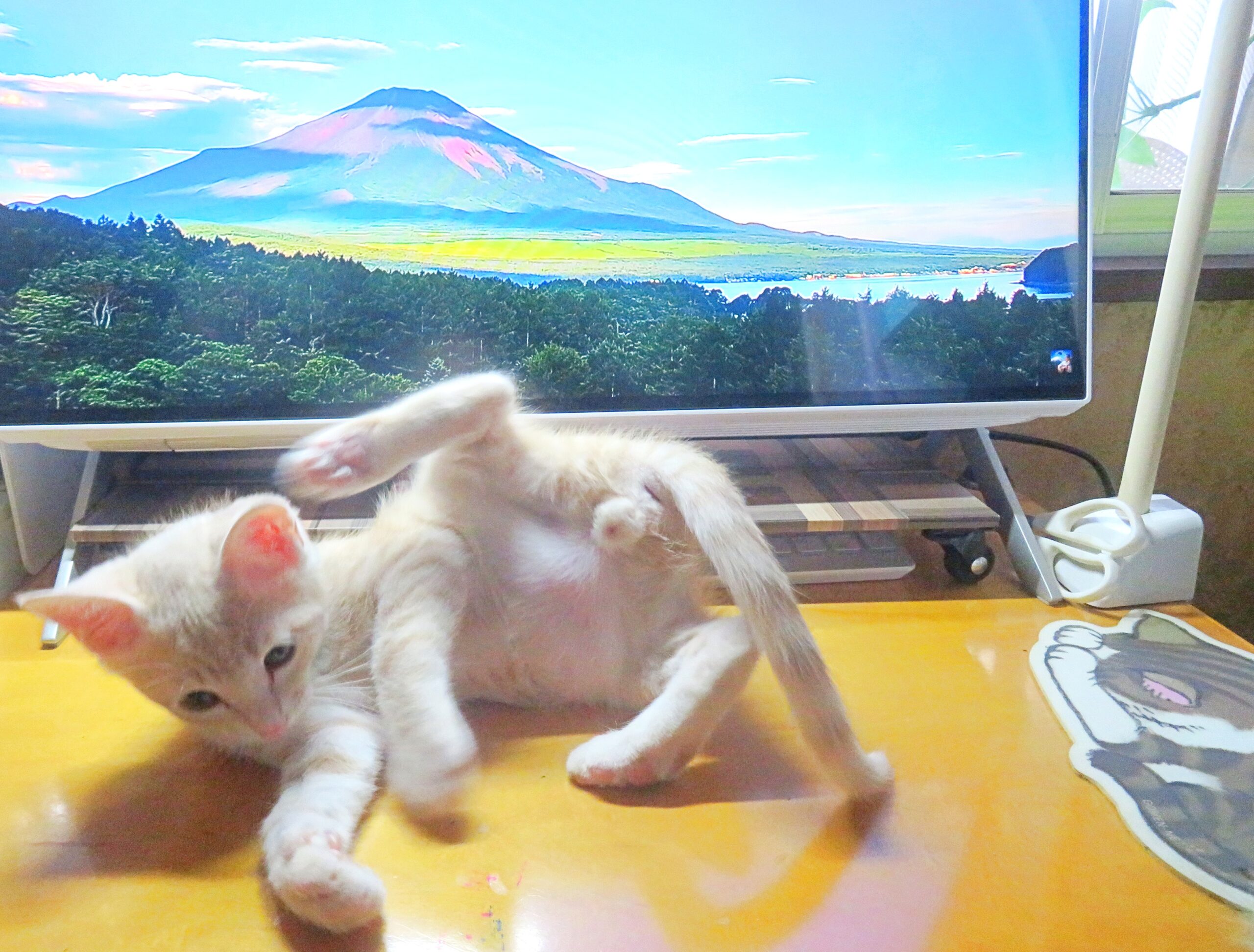 こねこ、そら、遊ぶ