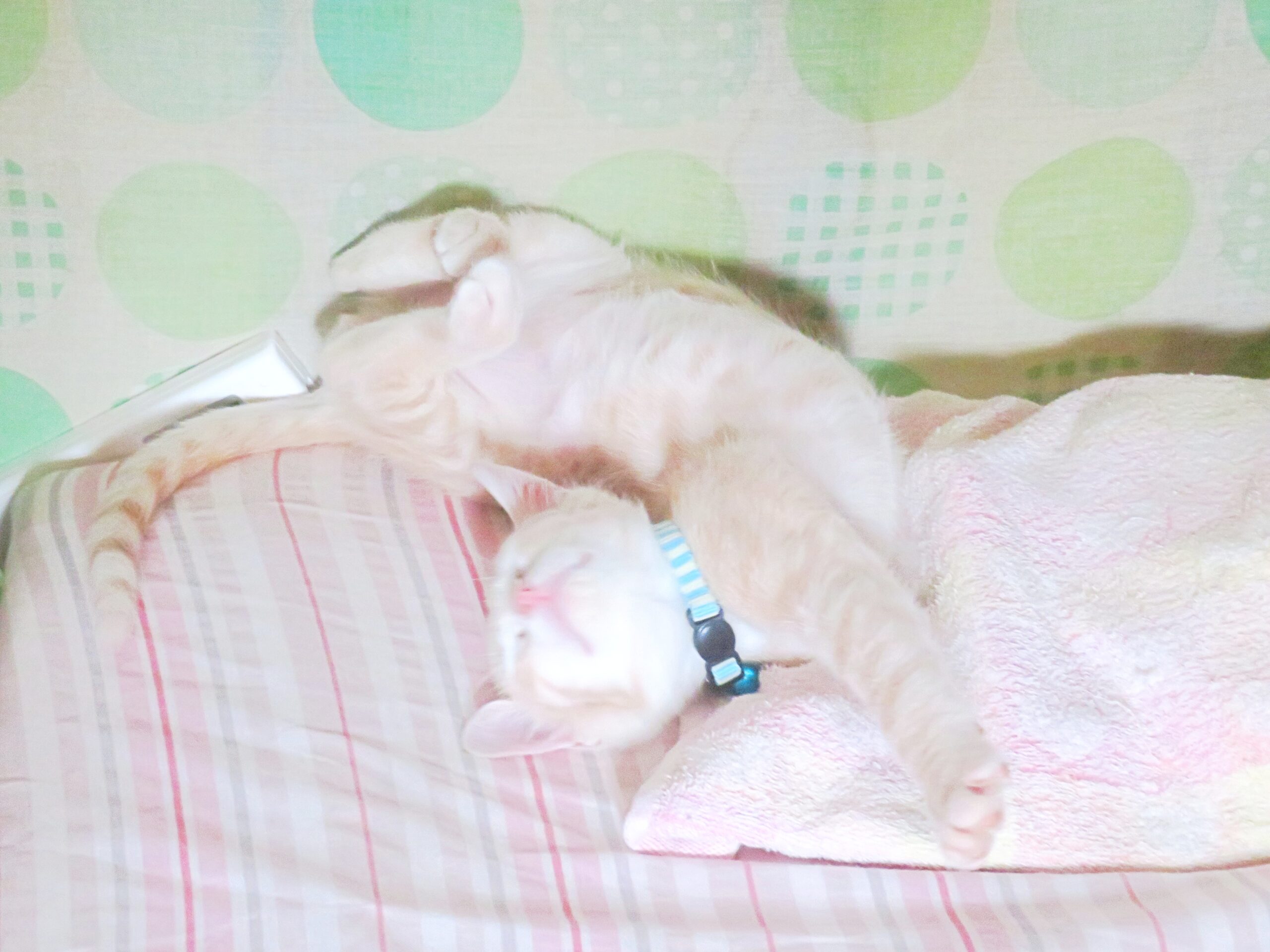 こねこ、そら、寝る