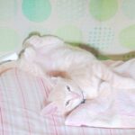 こねこ、そら、寝る