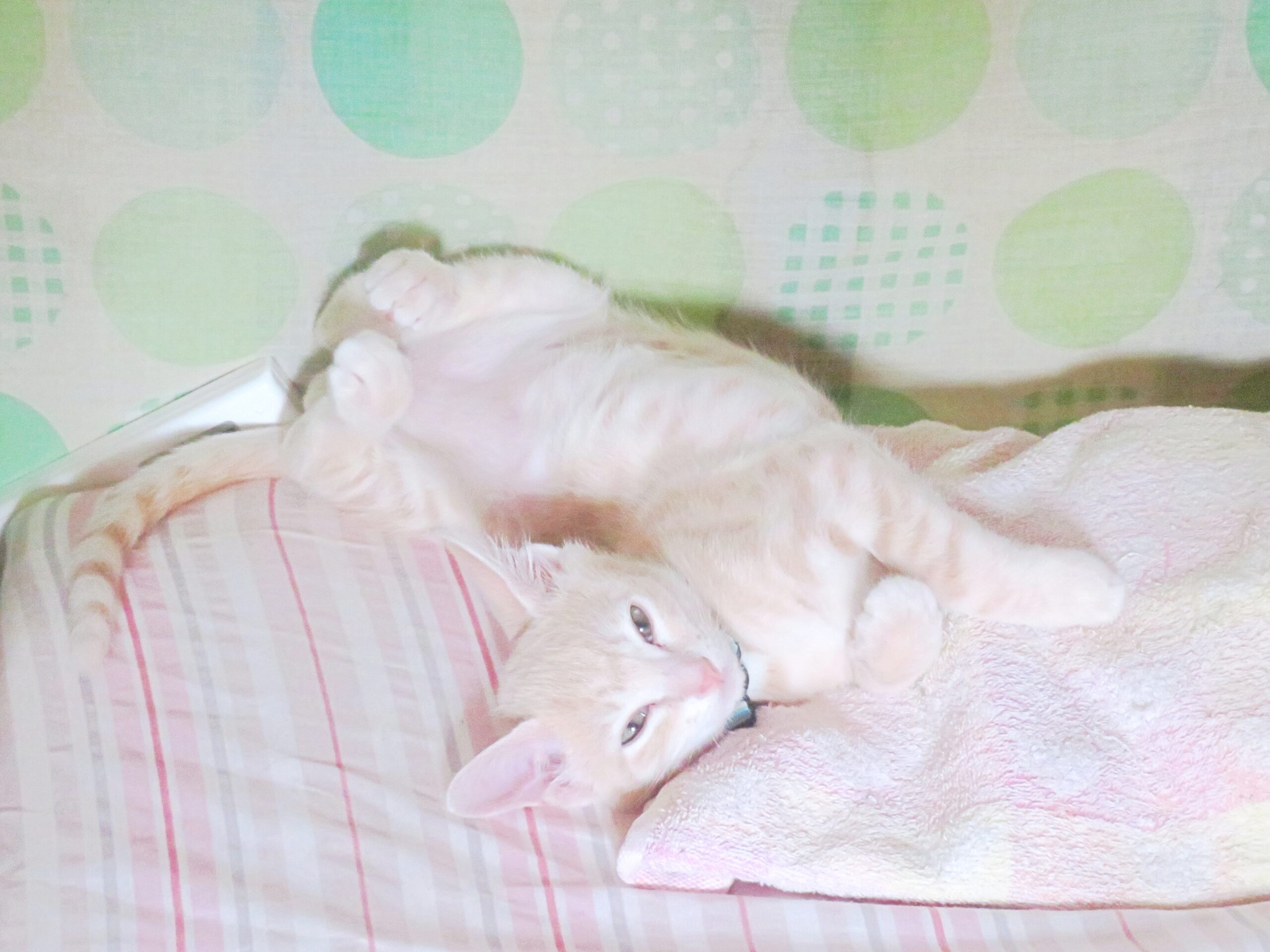 こねこ、そら、寝る