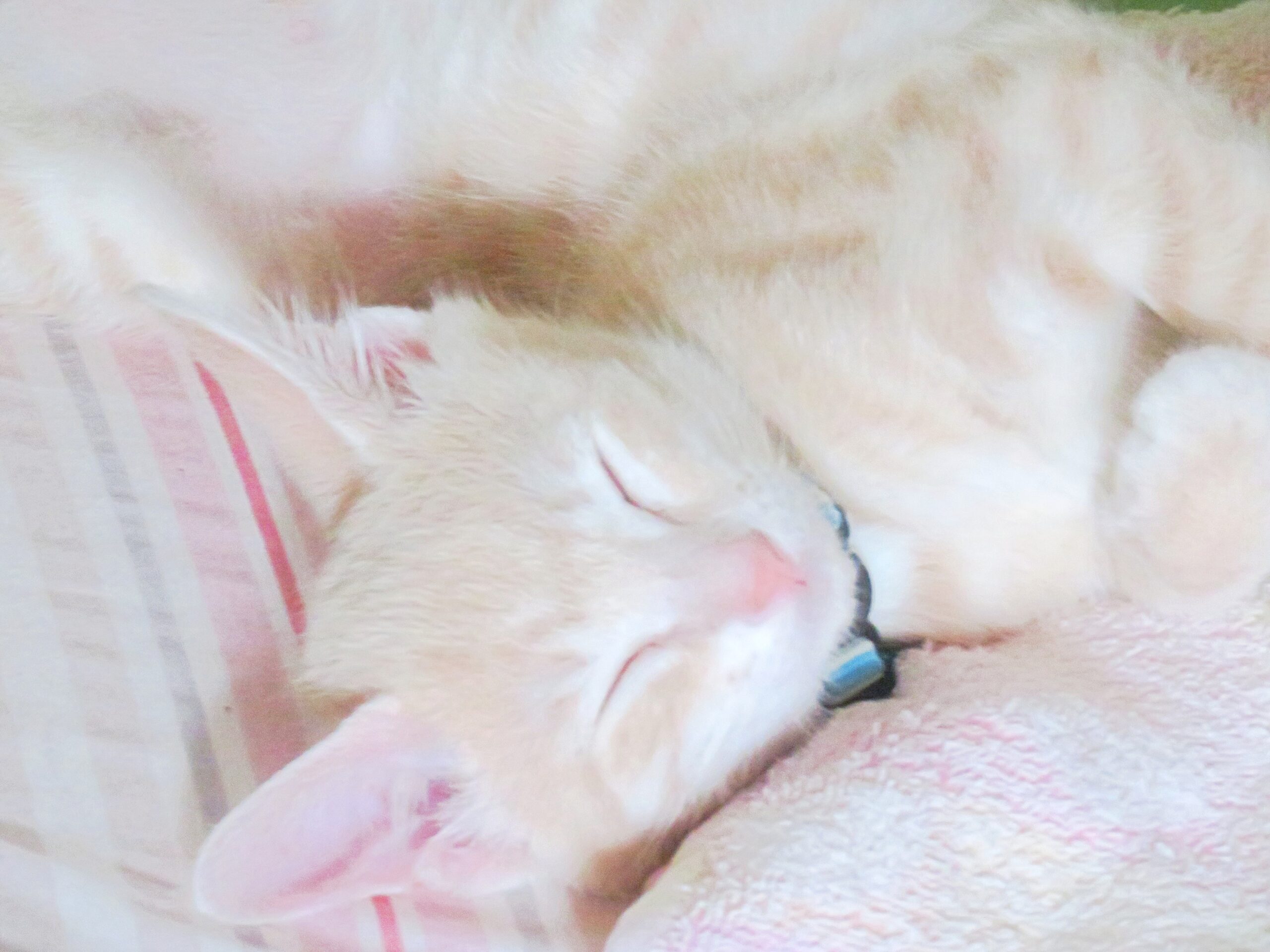 こねこ、そら、寝る