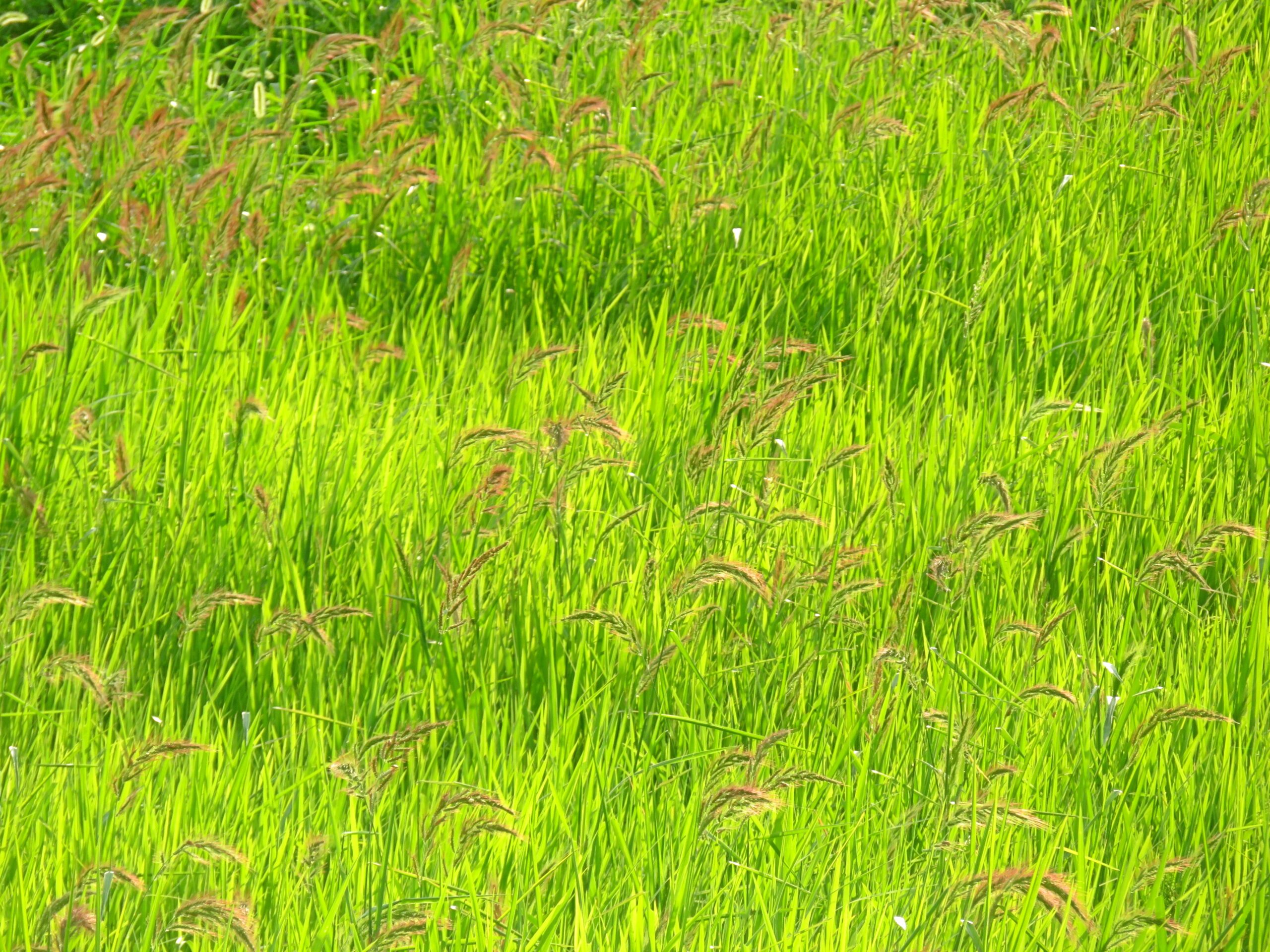8月の草原