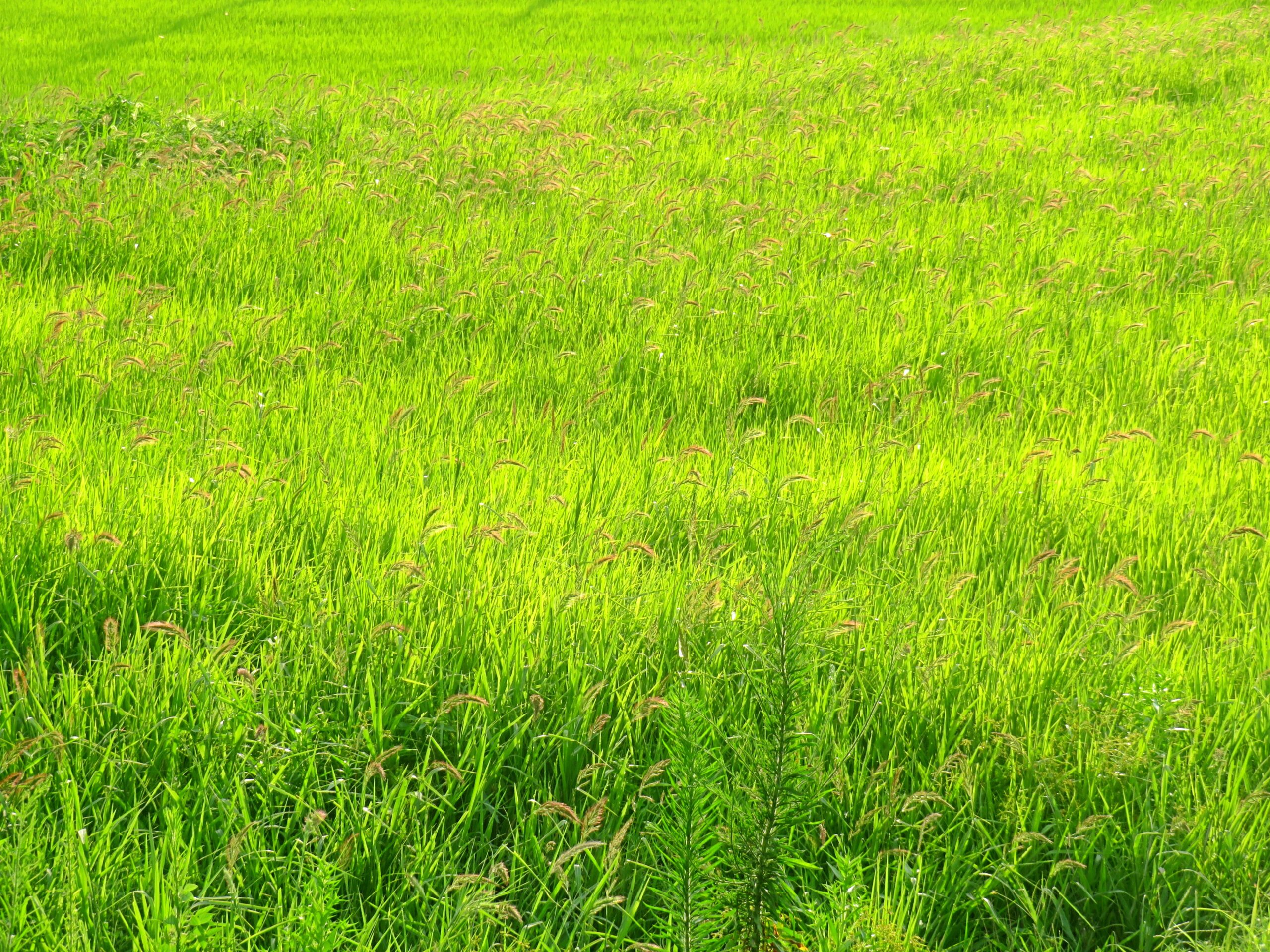 8月の草原