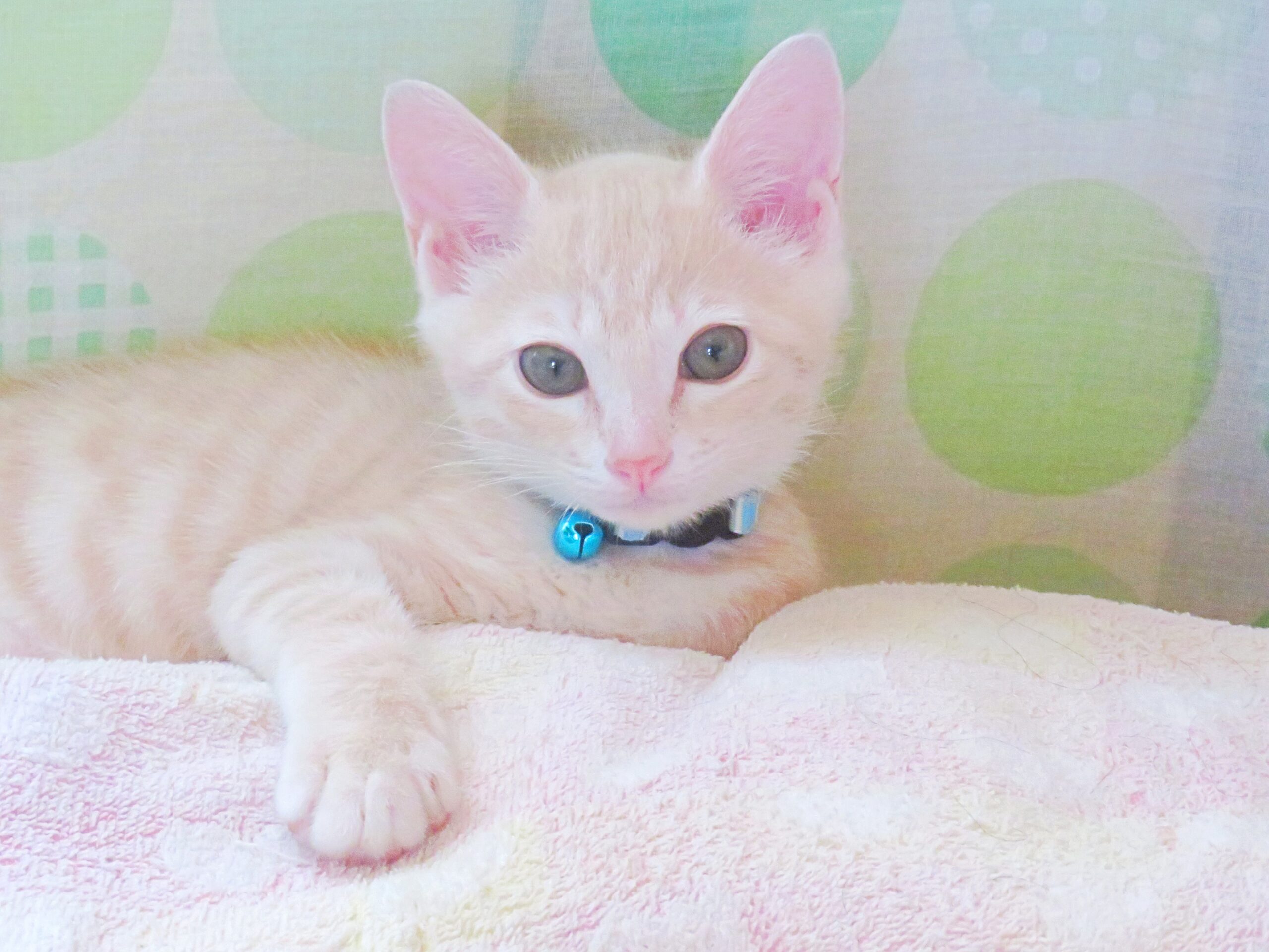 こねこ、そら、ベッド