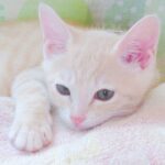こねこ、そら、ベッド