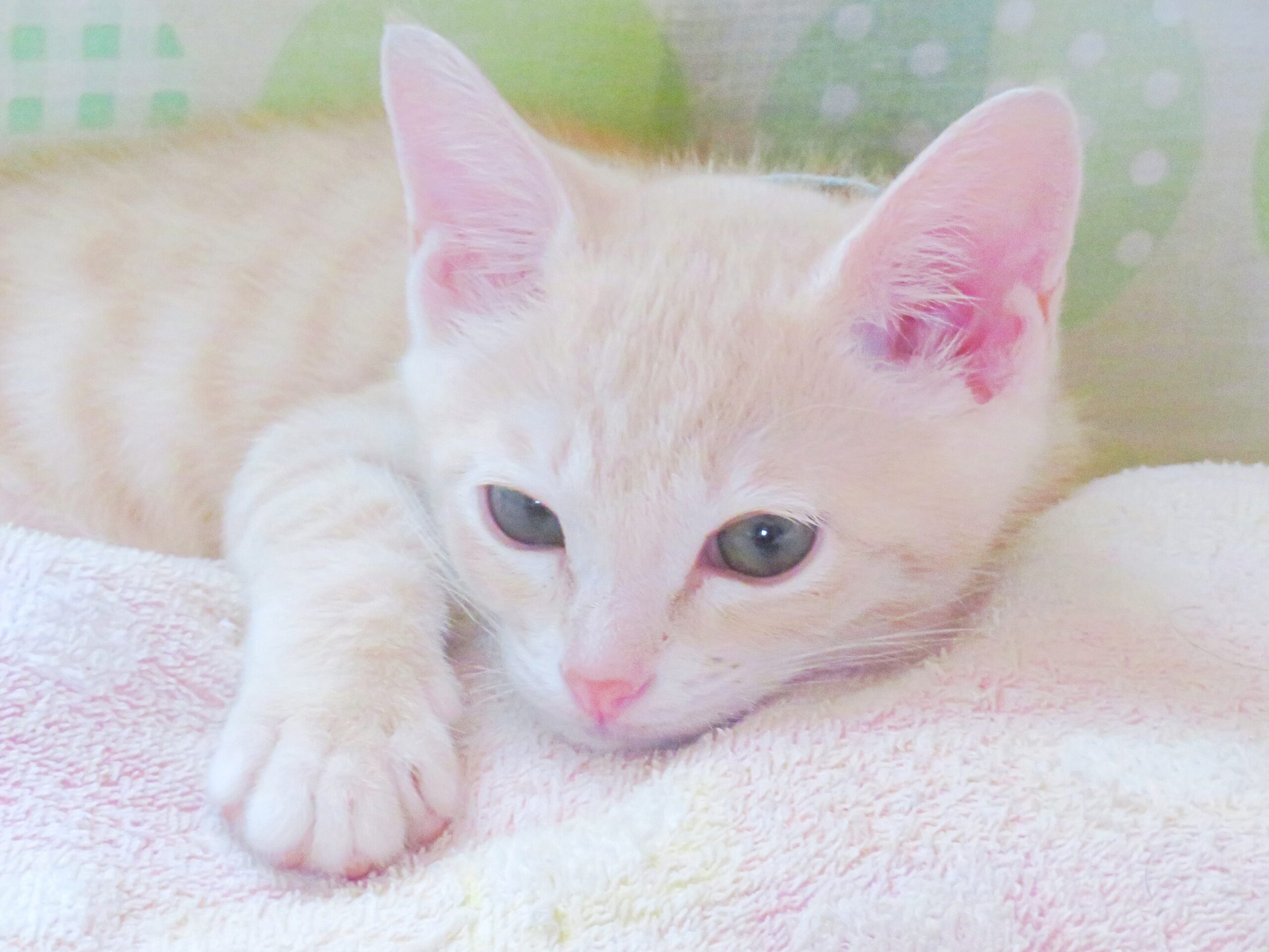 こねこ、そら、ベッド