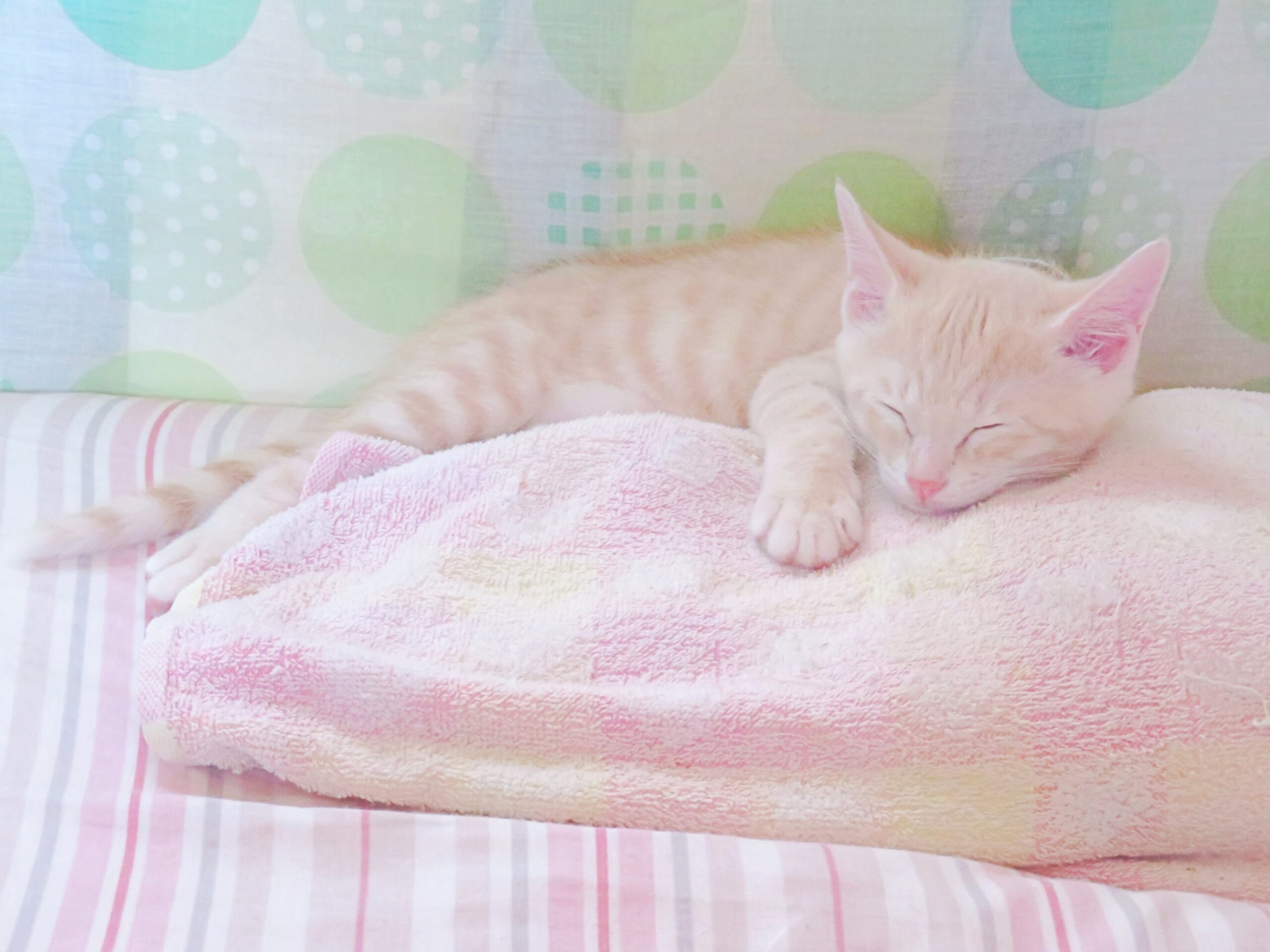 こねこ、そら、ベッド