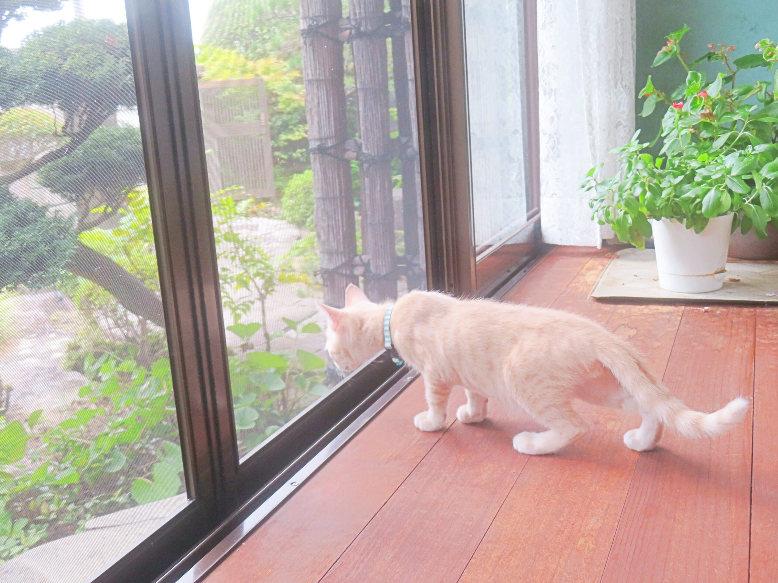 こねこ、そら、遊ぶ