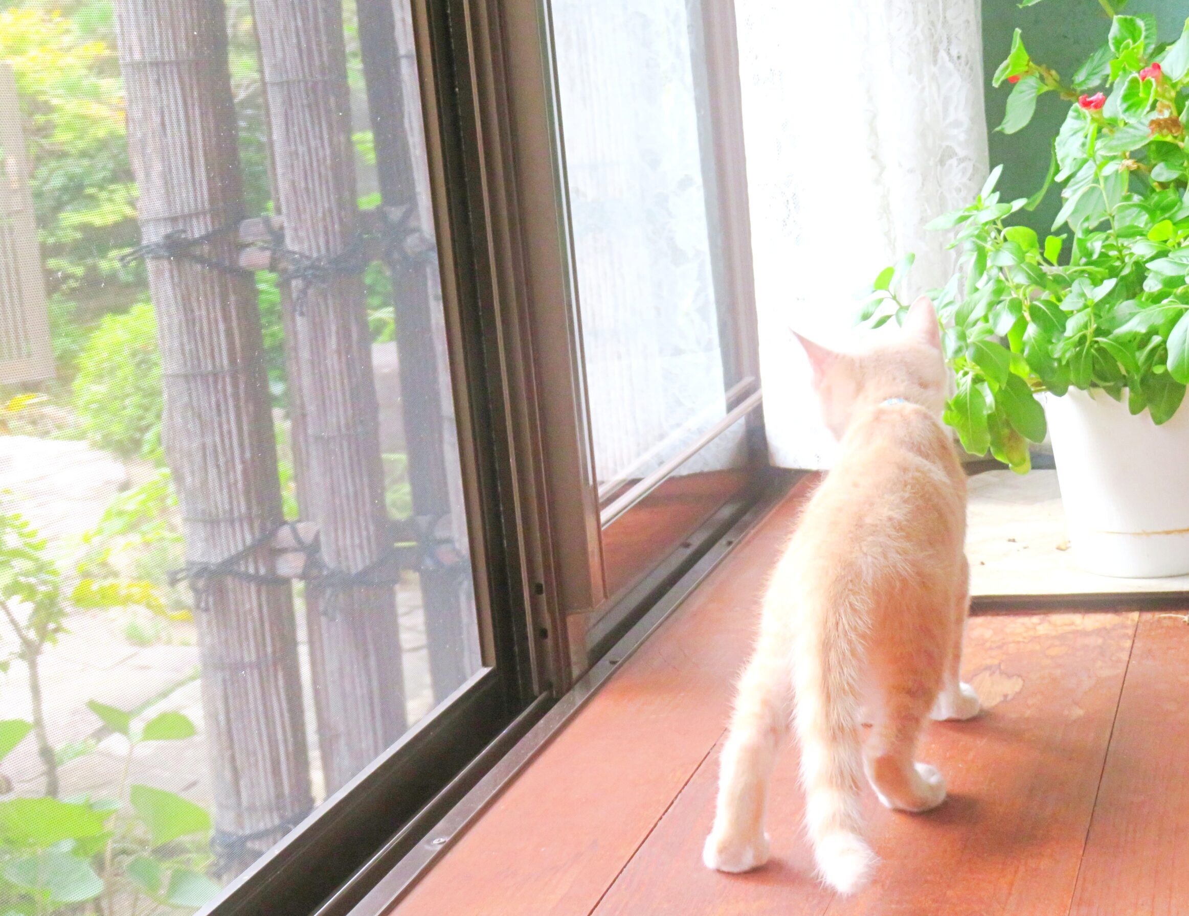 こねこ、そら、遊ぶ