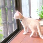 こねこ、そら、遊ぶ