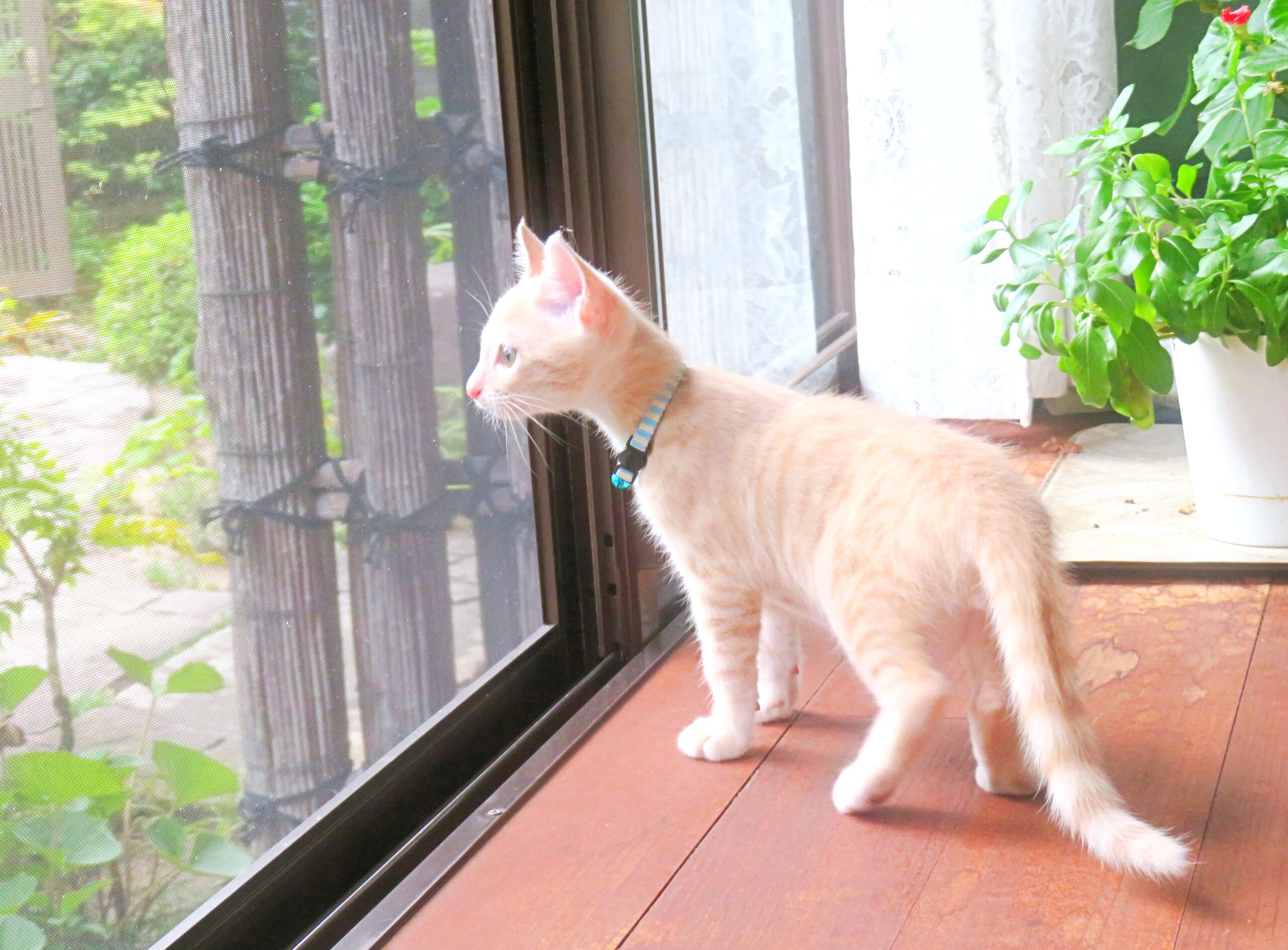 こねこ、そら、遊ぶ