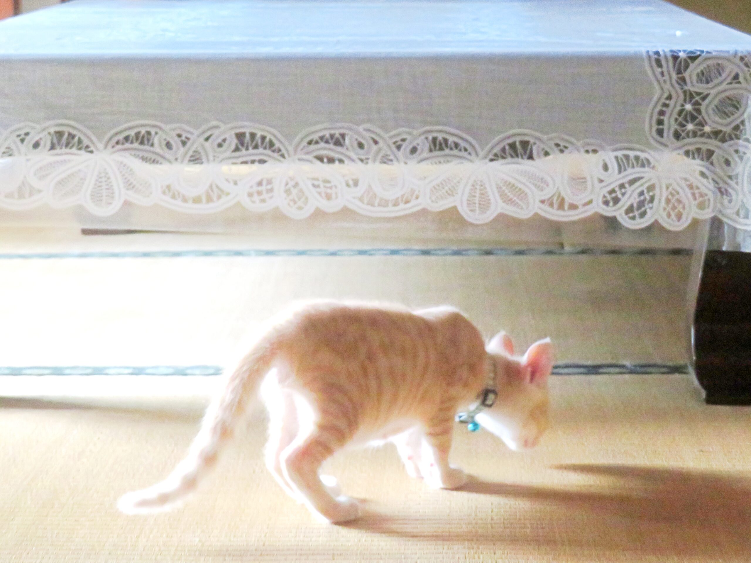 こねこ、そら、遊ぶ