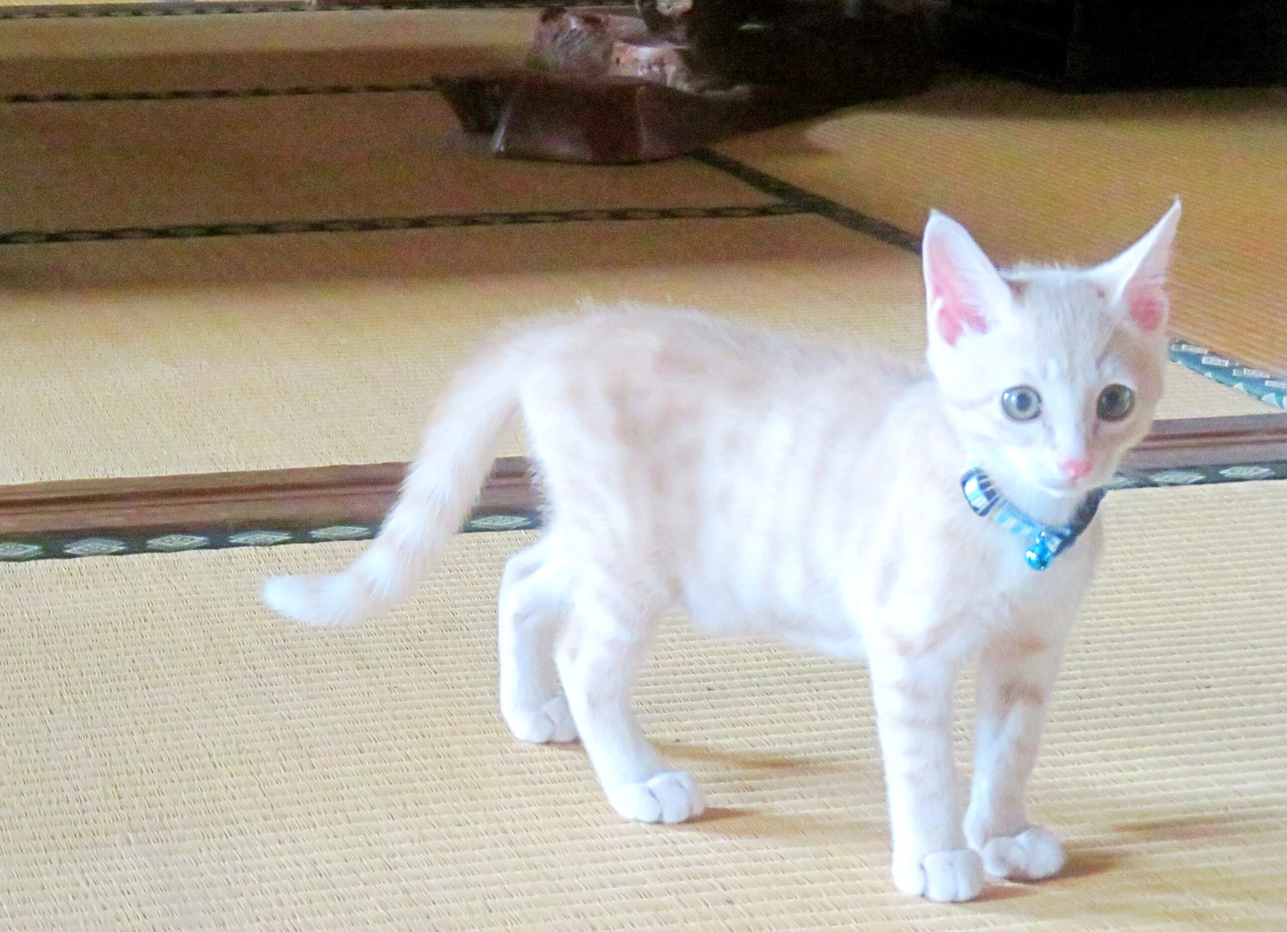こねこ、そら、遊ぶ
