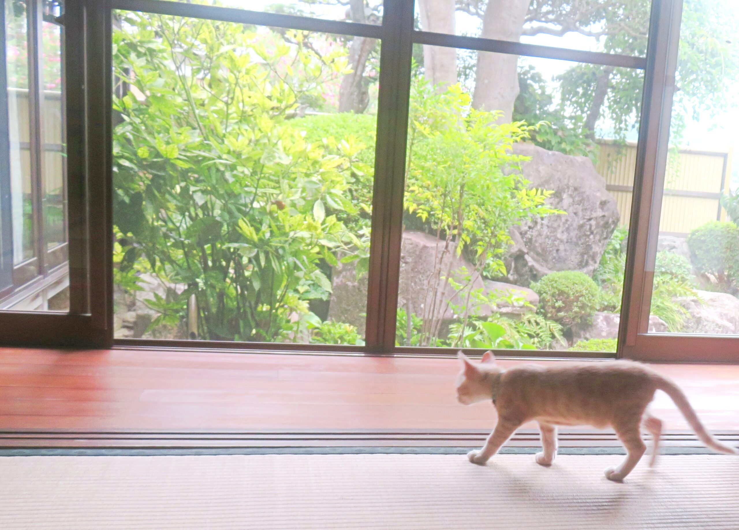 こねこ、そら、遊ぶ