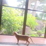 こねこ、そら、遊ぶ