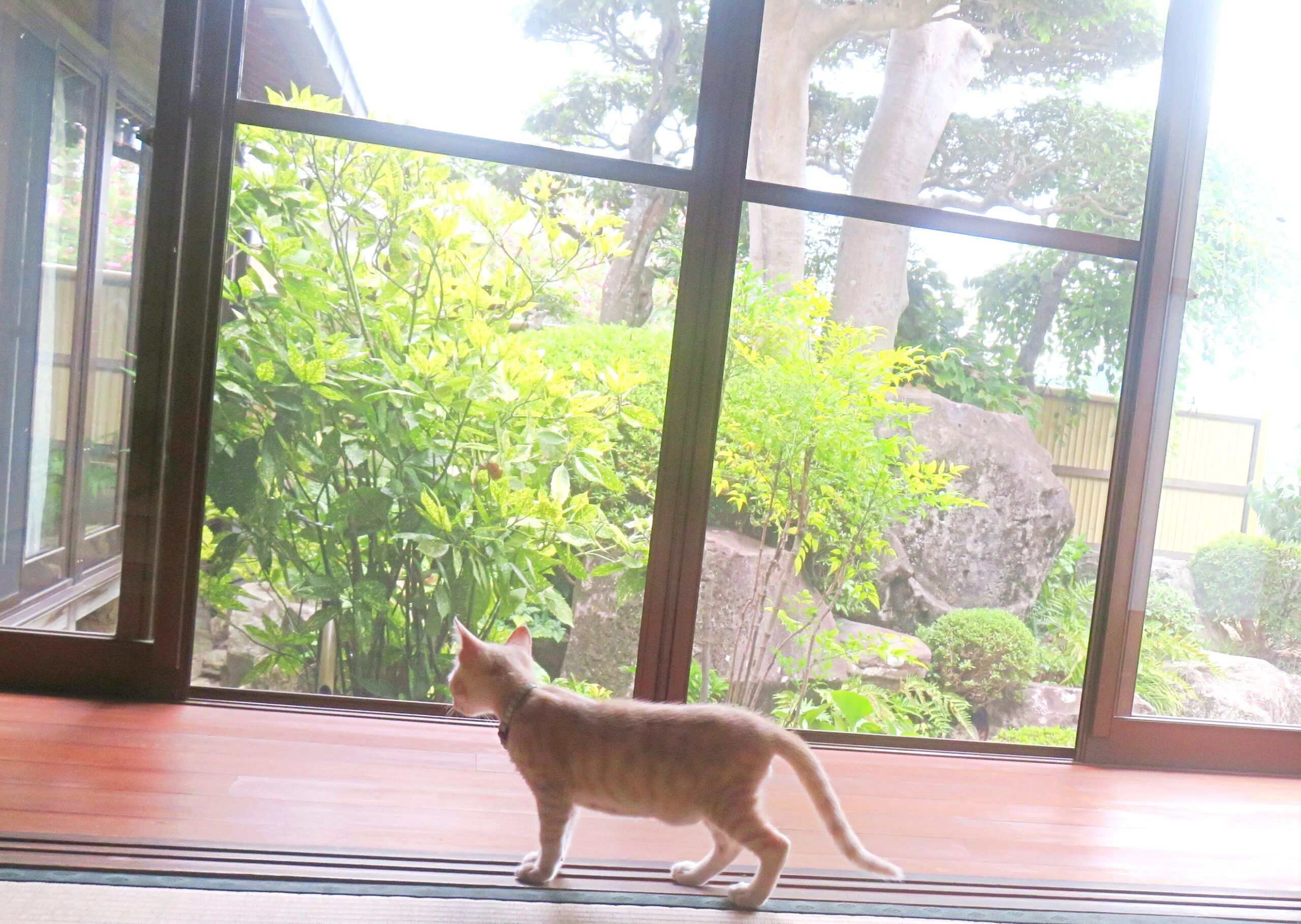 こねこ、そら、遊ぶ