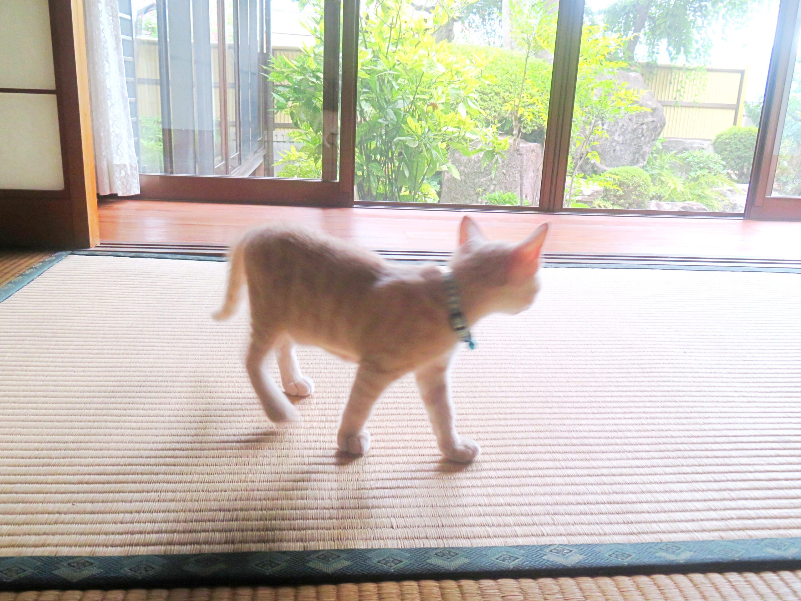 こねこ、そら、遊ぶ