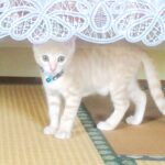 こねこ、そら、遊ぶ