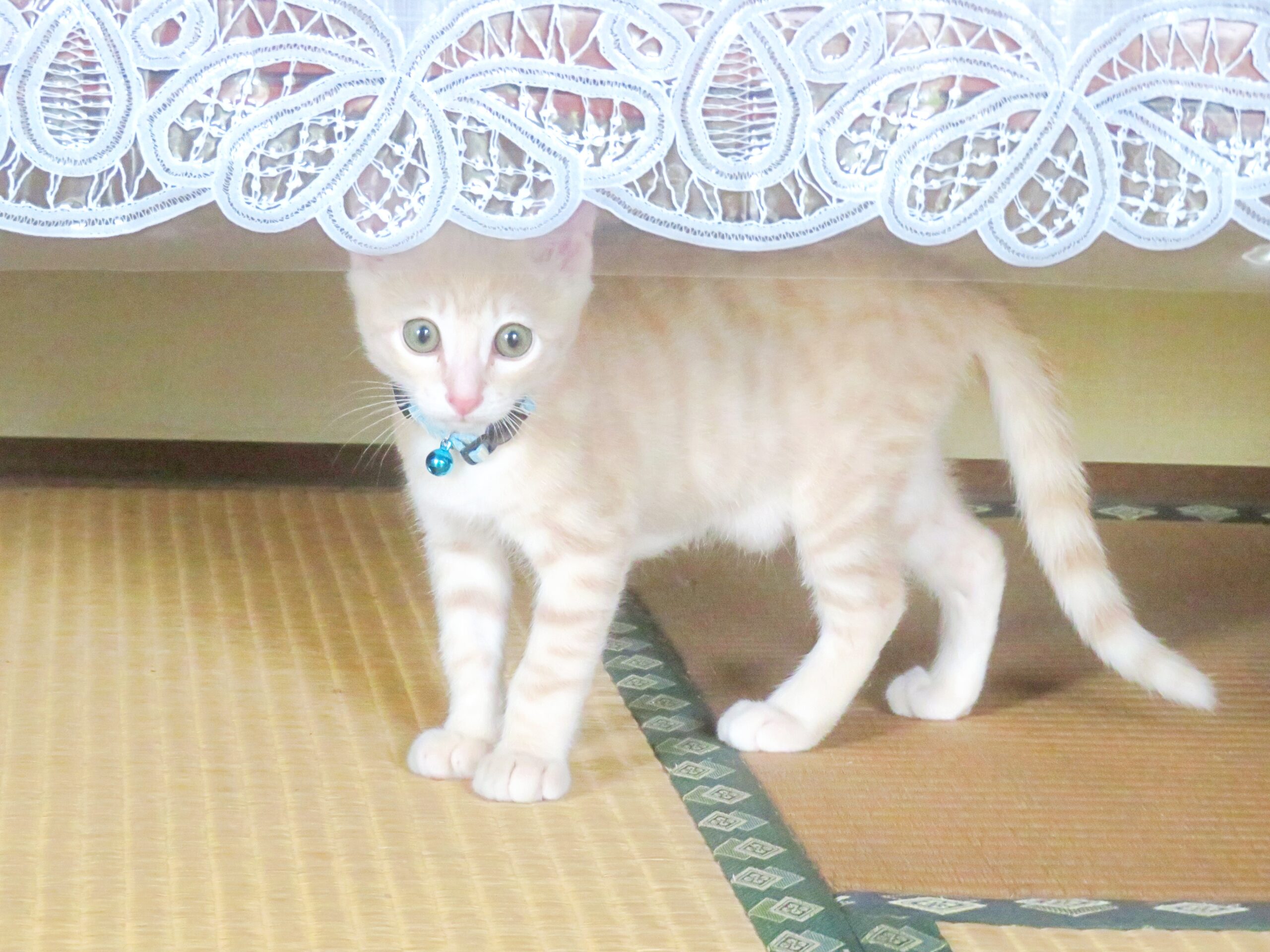 こねこ、そら、遊ぶ