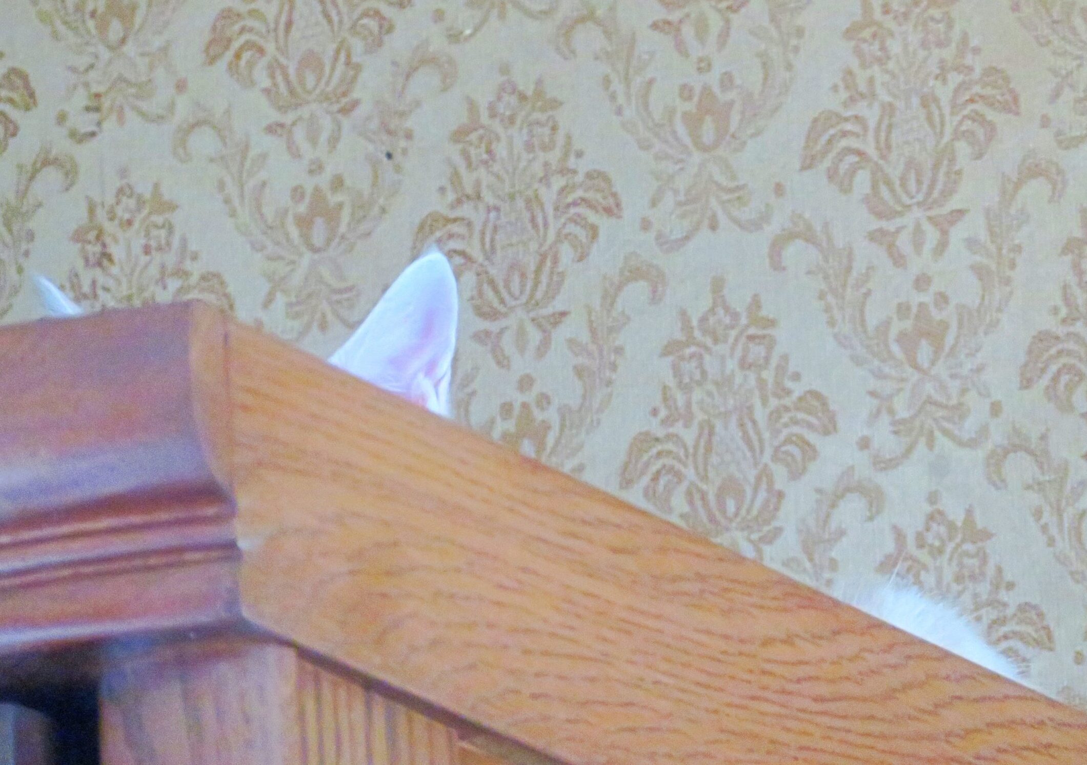 こねこ、そら、遊ぶ