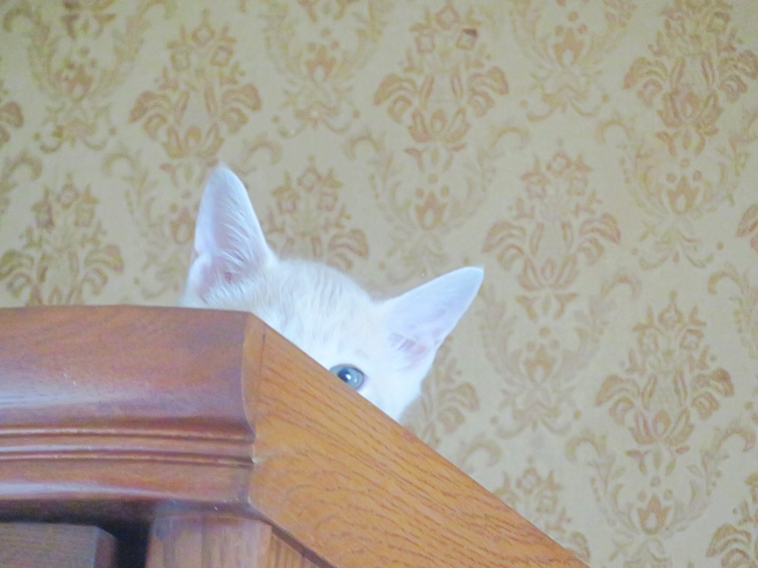 こねこ、そら、遊ぶ