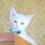 こねこ、そら、遊ぶ
