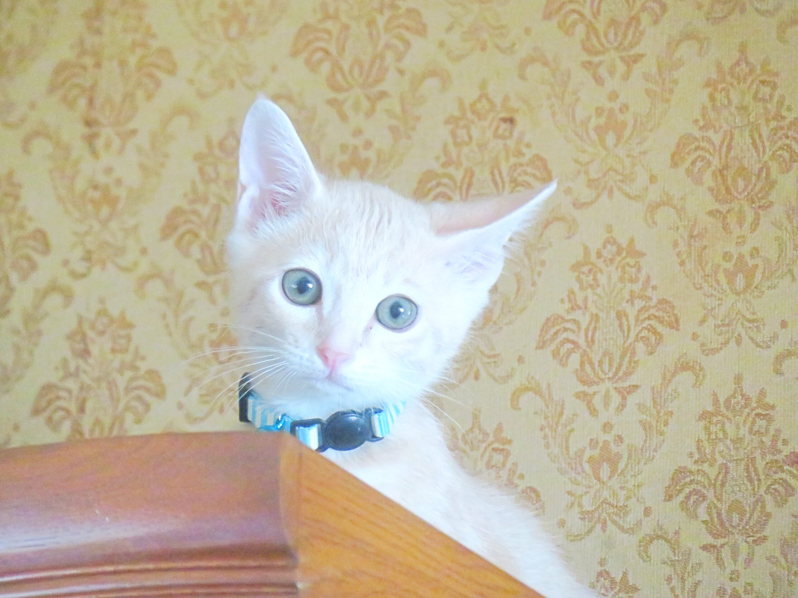 こねこ、そら、遊ぶ