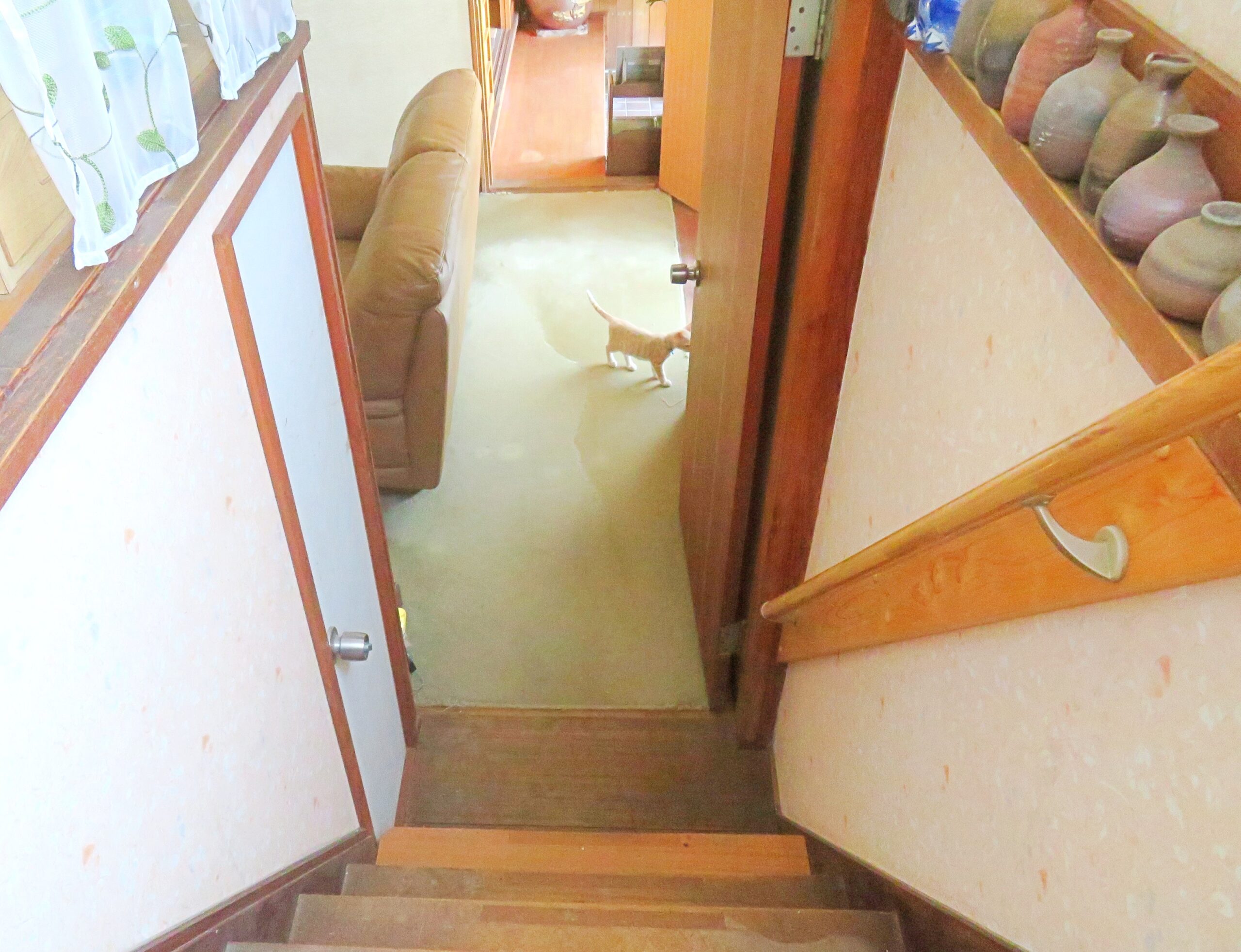 こねこ、そら、遊ぶ