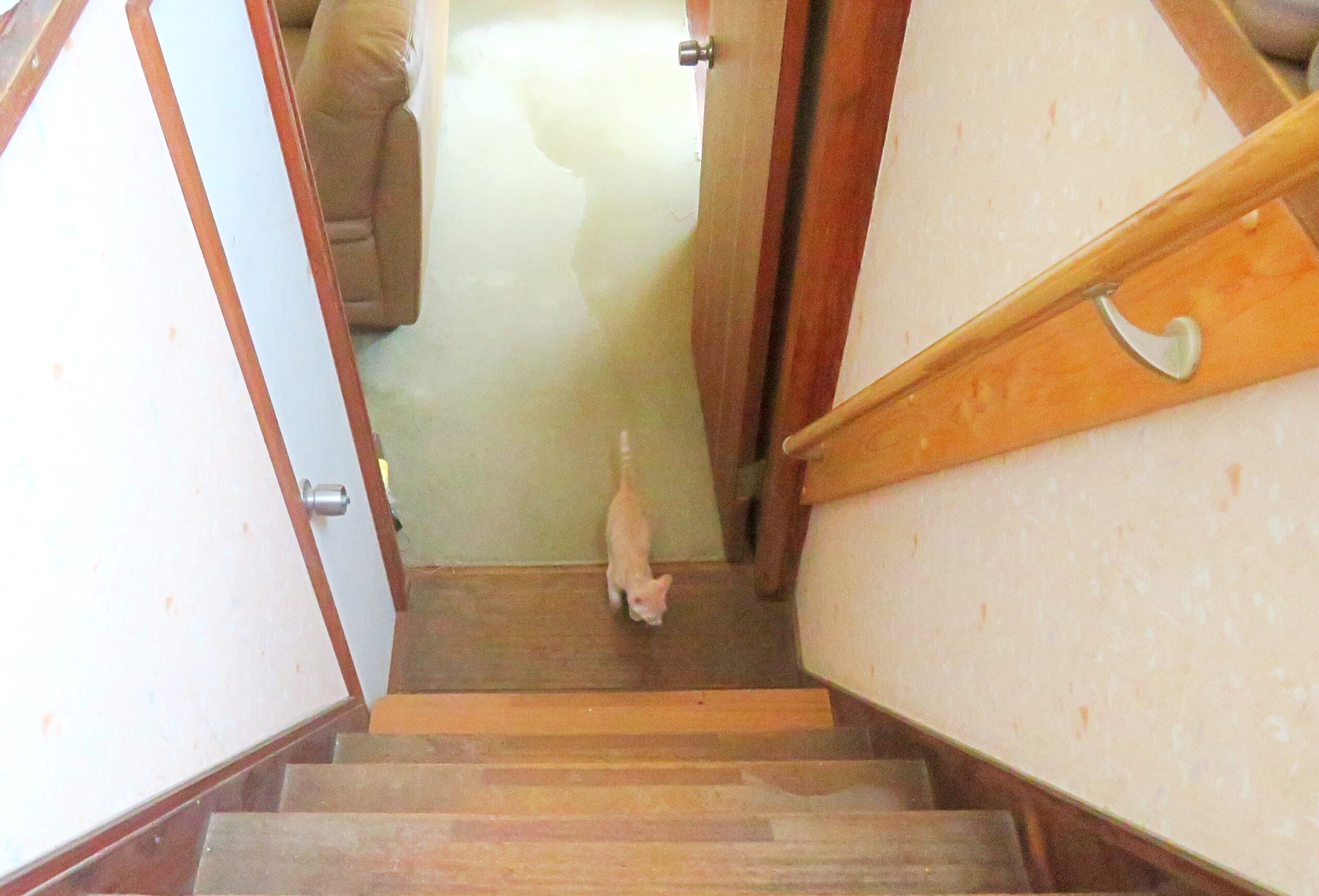 こねこ、そら、遊ぶ