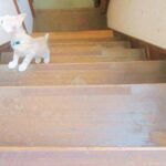 こねこ、そら、遊ぶ