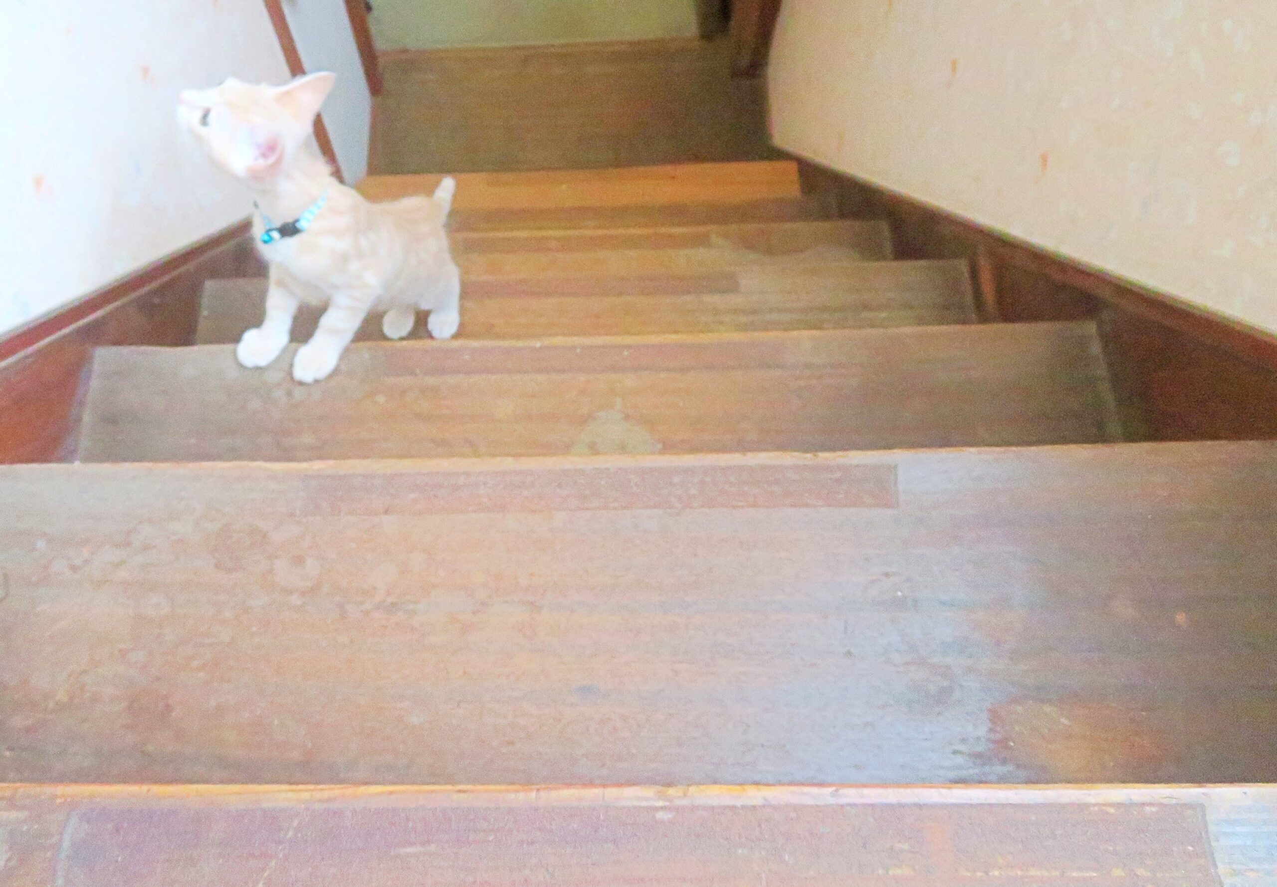 こねこ、そら、遊ぶ