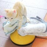 こねこ、そら、遊ぶ