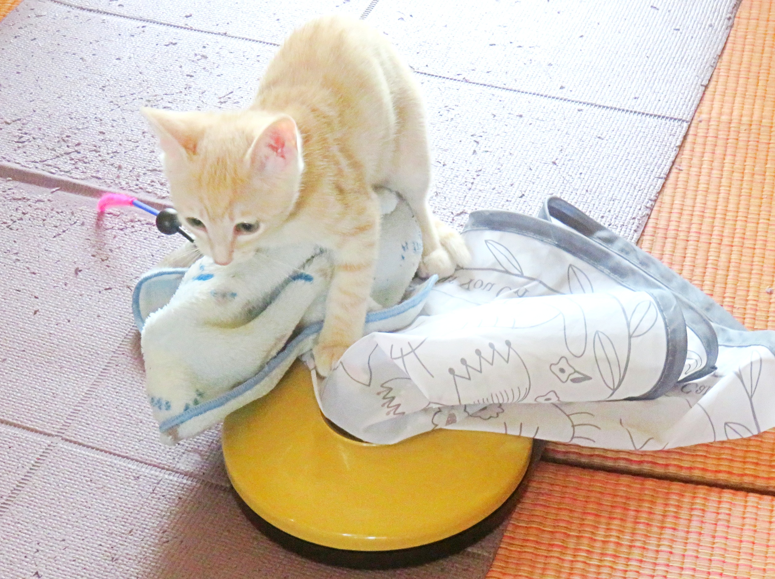こねこ、そら、遊ぶ