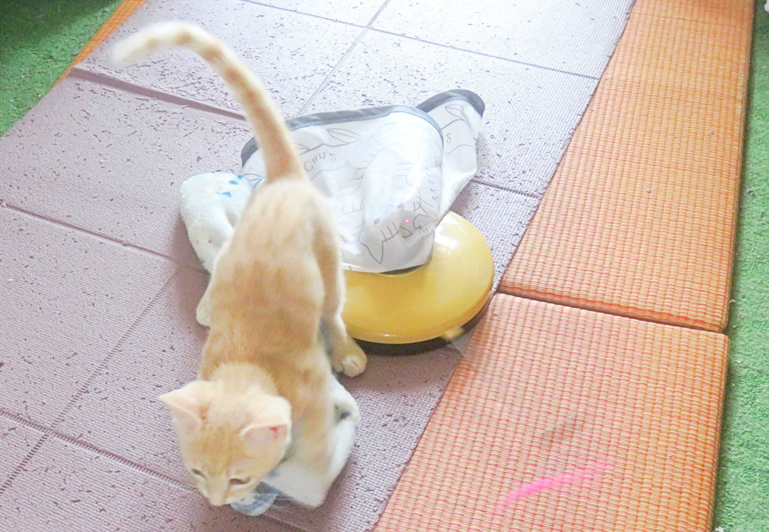 こねこ、そら、遊ぶ