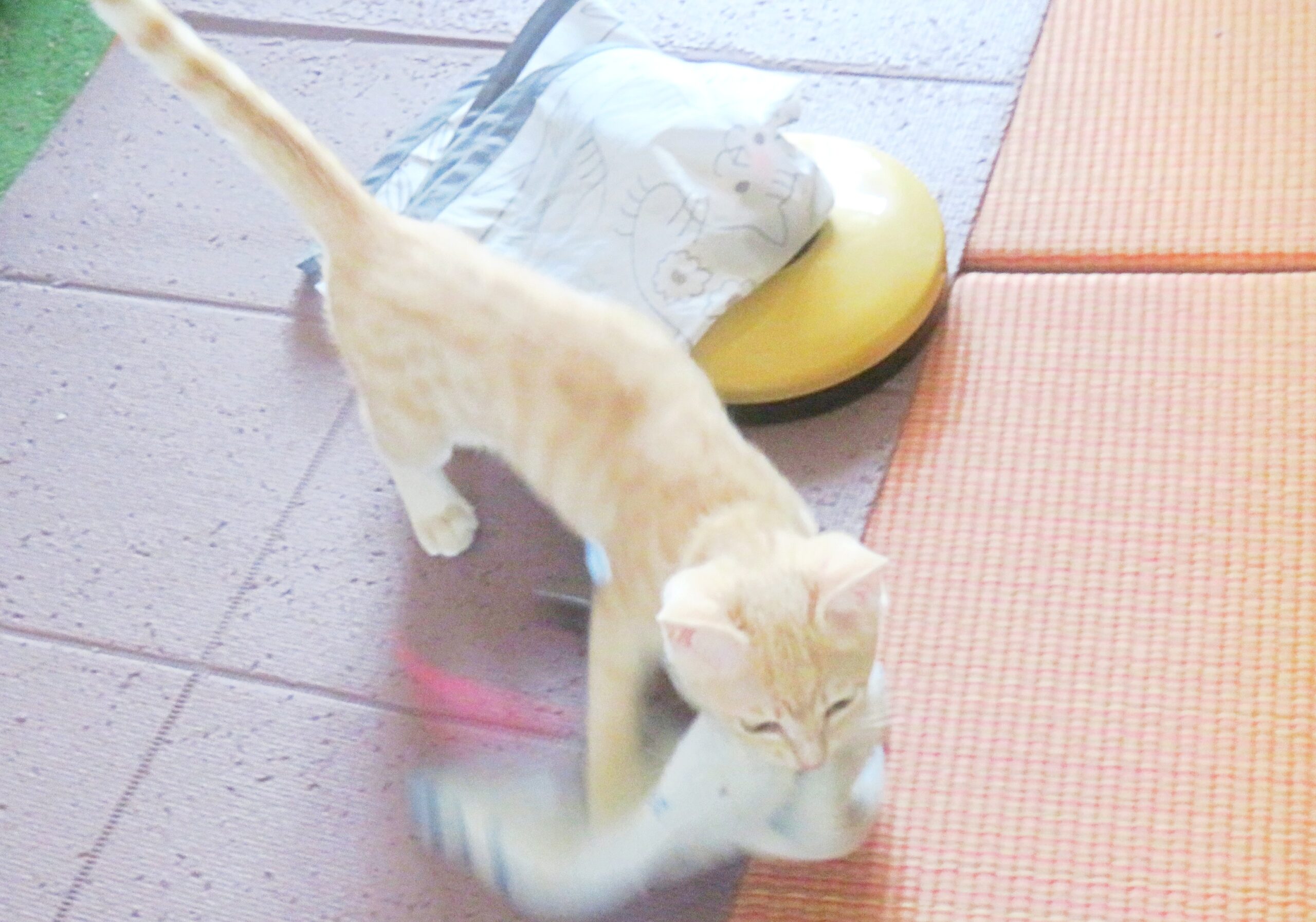 こねこ、そら、遊ぶ