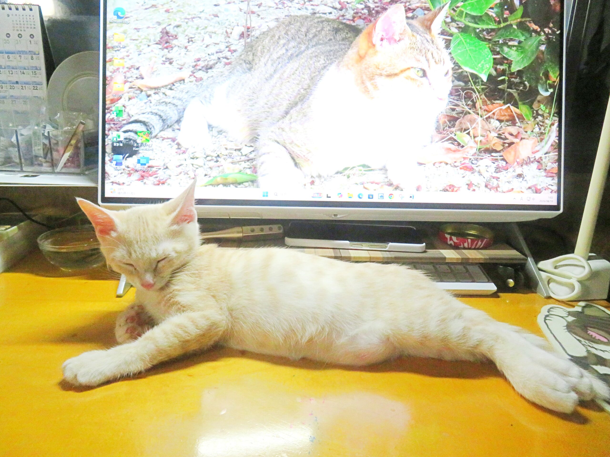 こねこ、そら、寝る