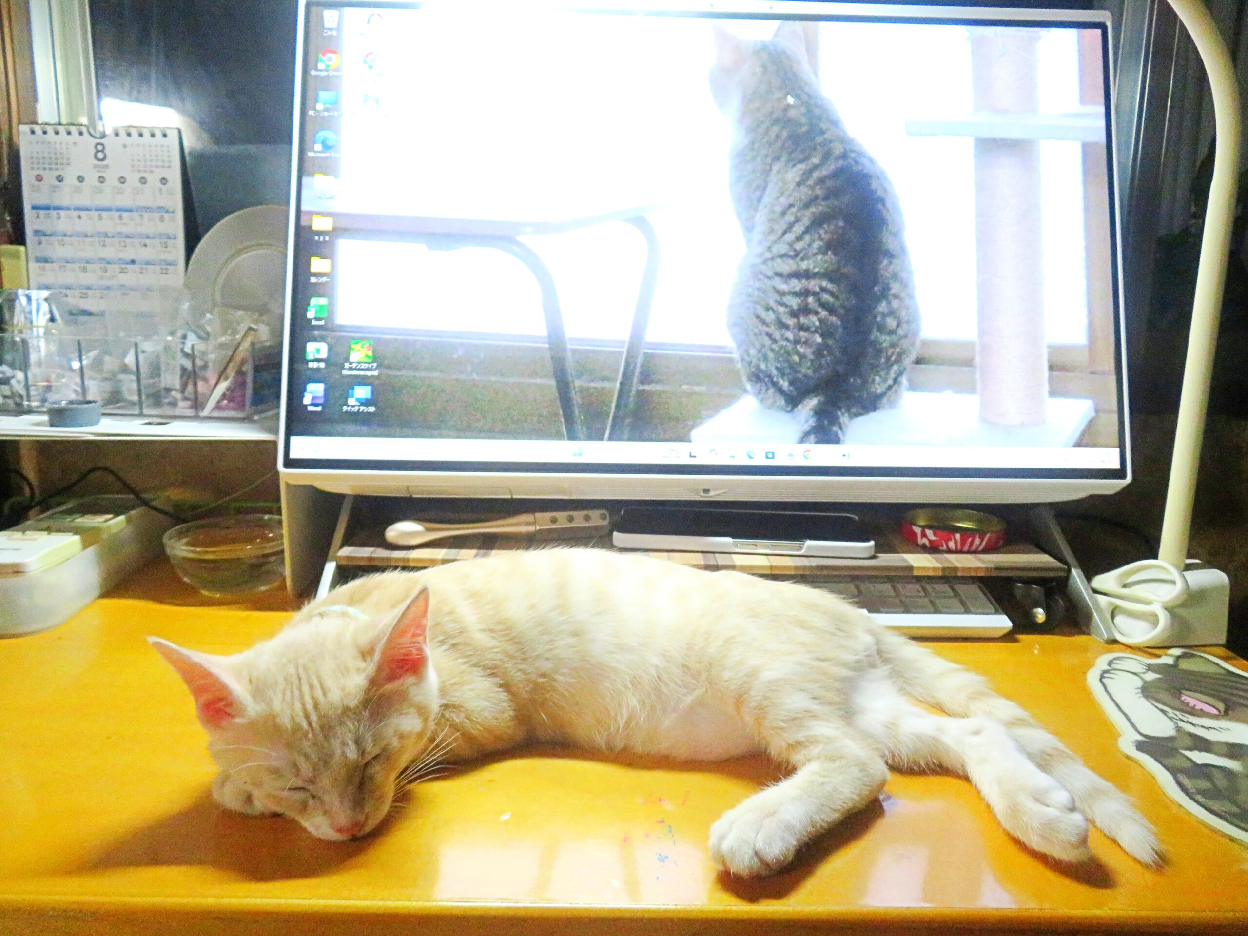 こねこ、そら、寝る