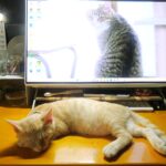 こねこ、そら、寝る