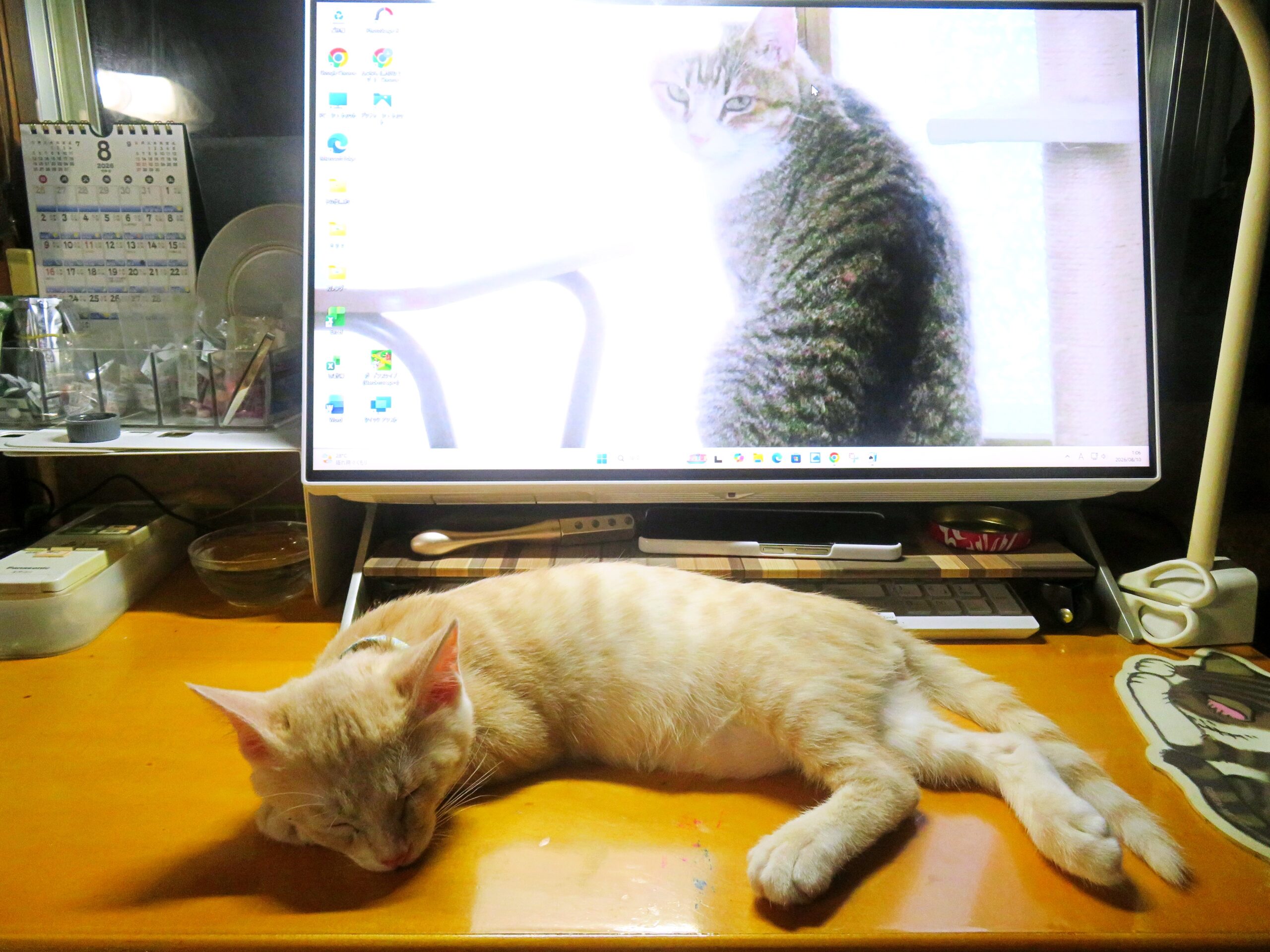 こねこ、そら、寝る