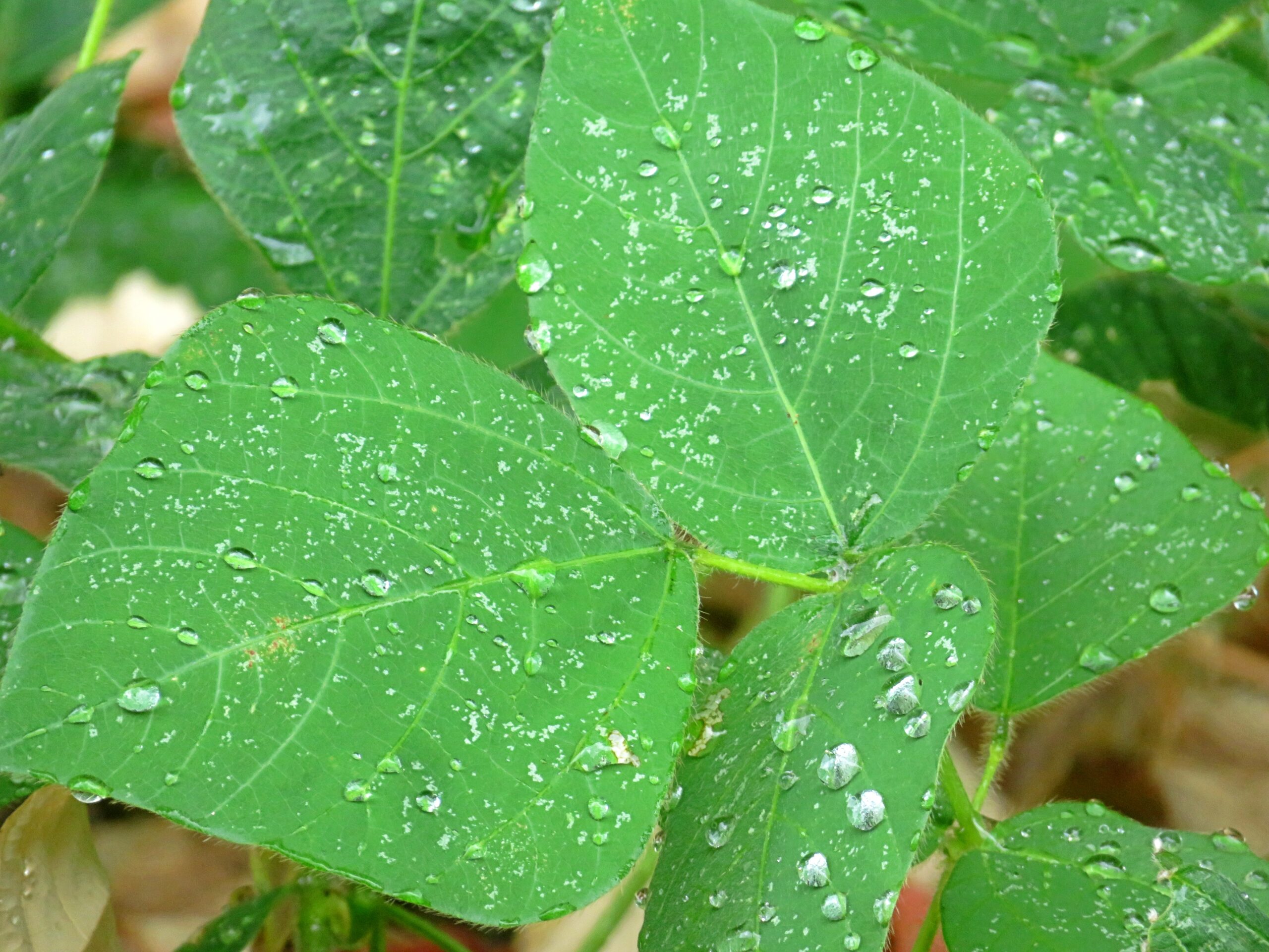 通り雨