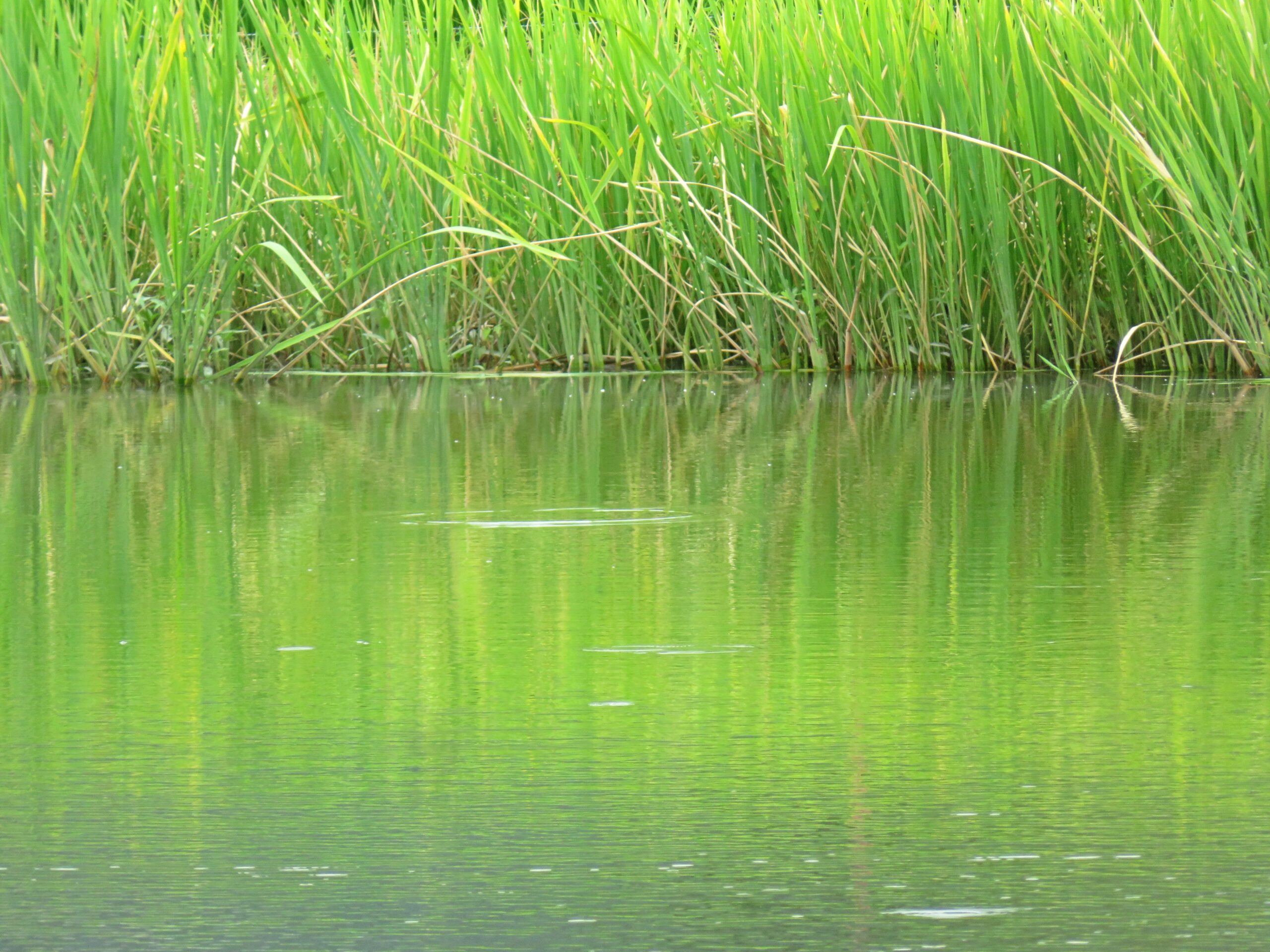 雨後の池
