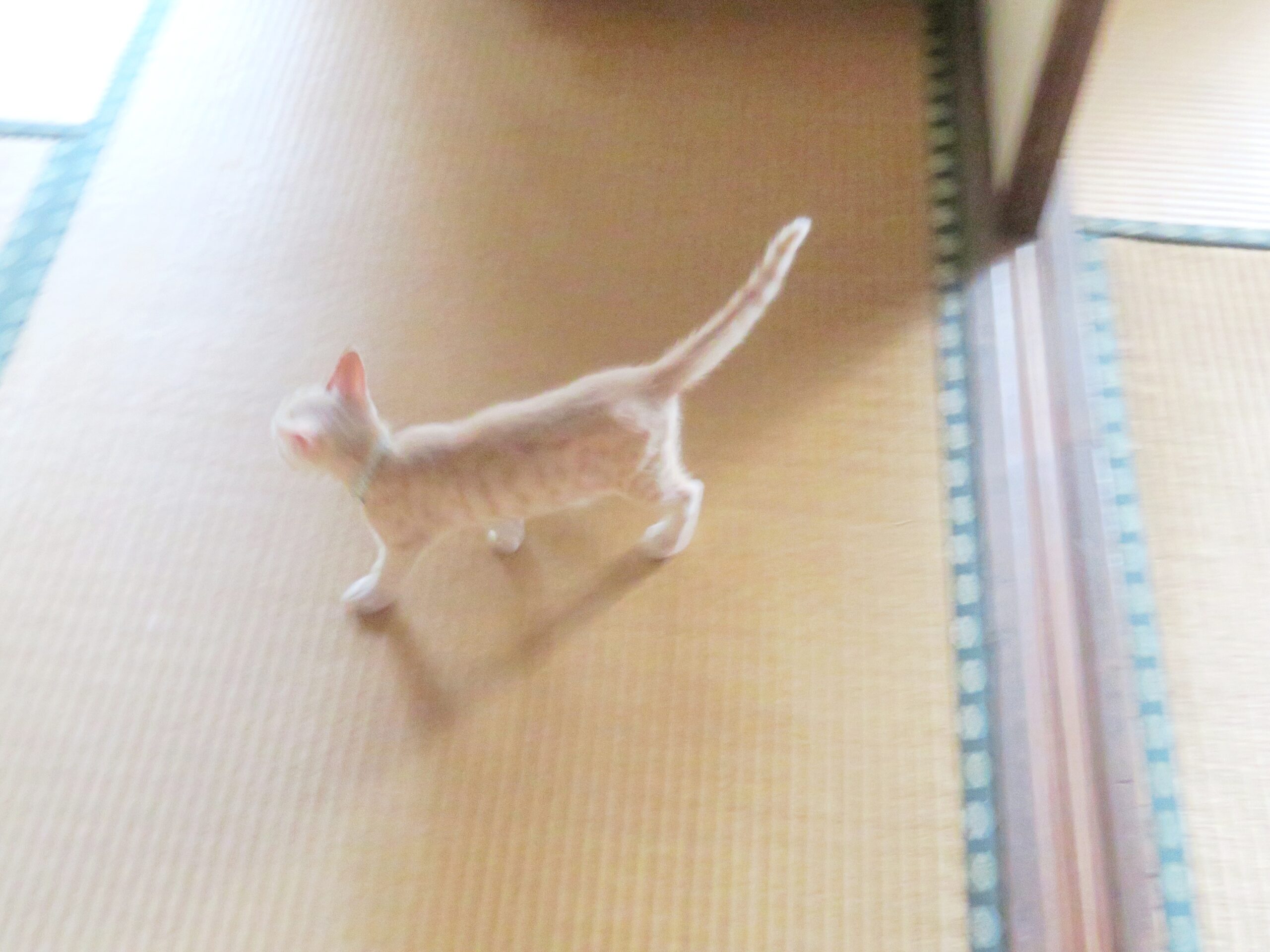 こねこ、そら、遊ぶ