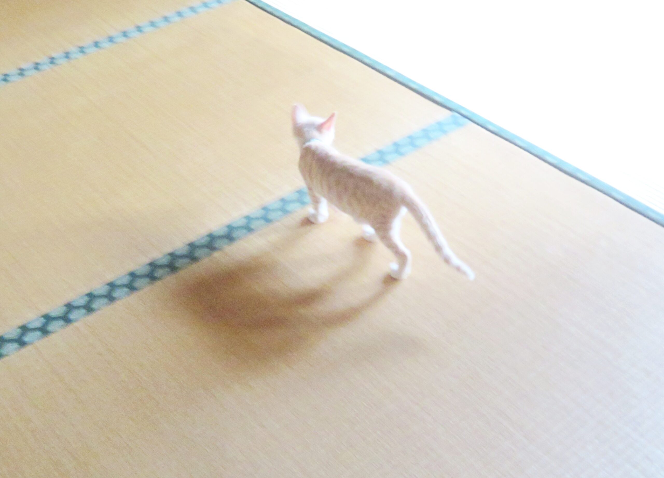 こねこ、そら、遊ぶ