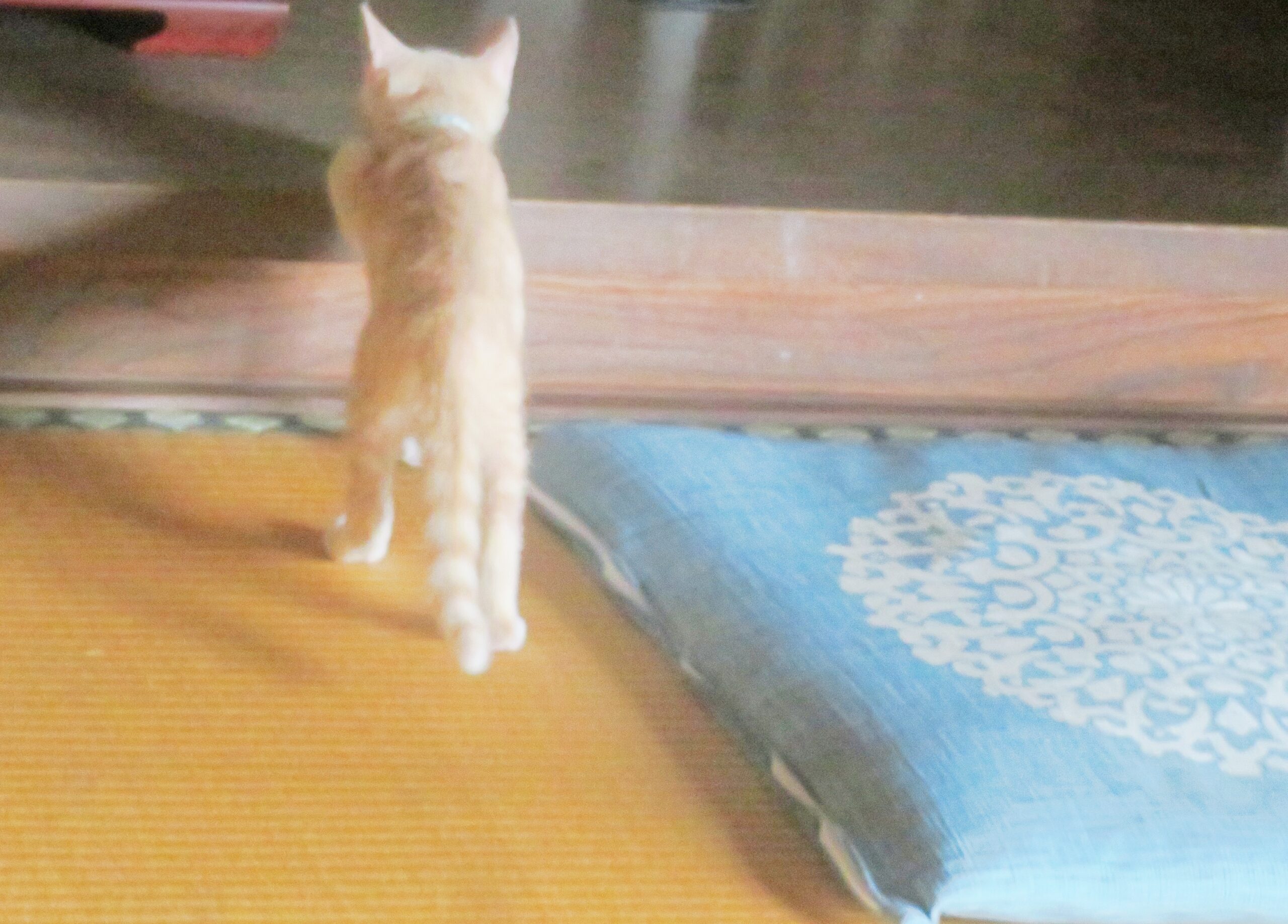 こねこ、そら、遊ぶ