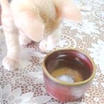 こねこ、そら、水飲み