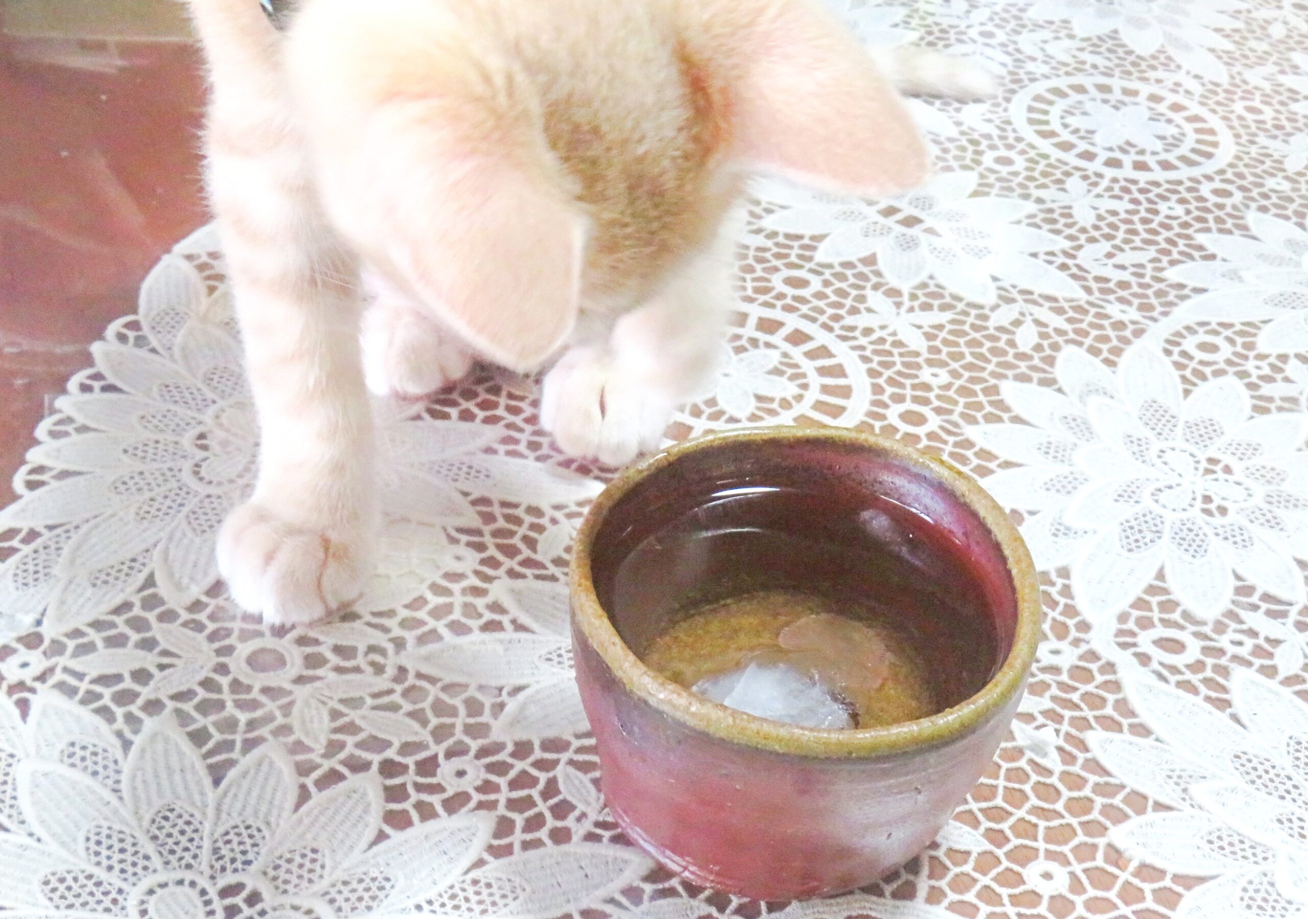 こねこ、そら、水飲み