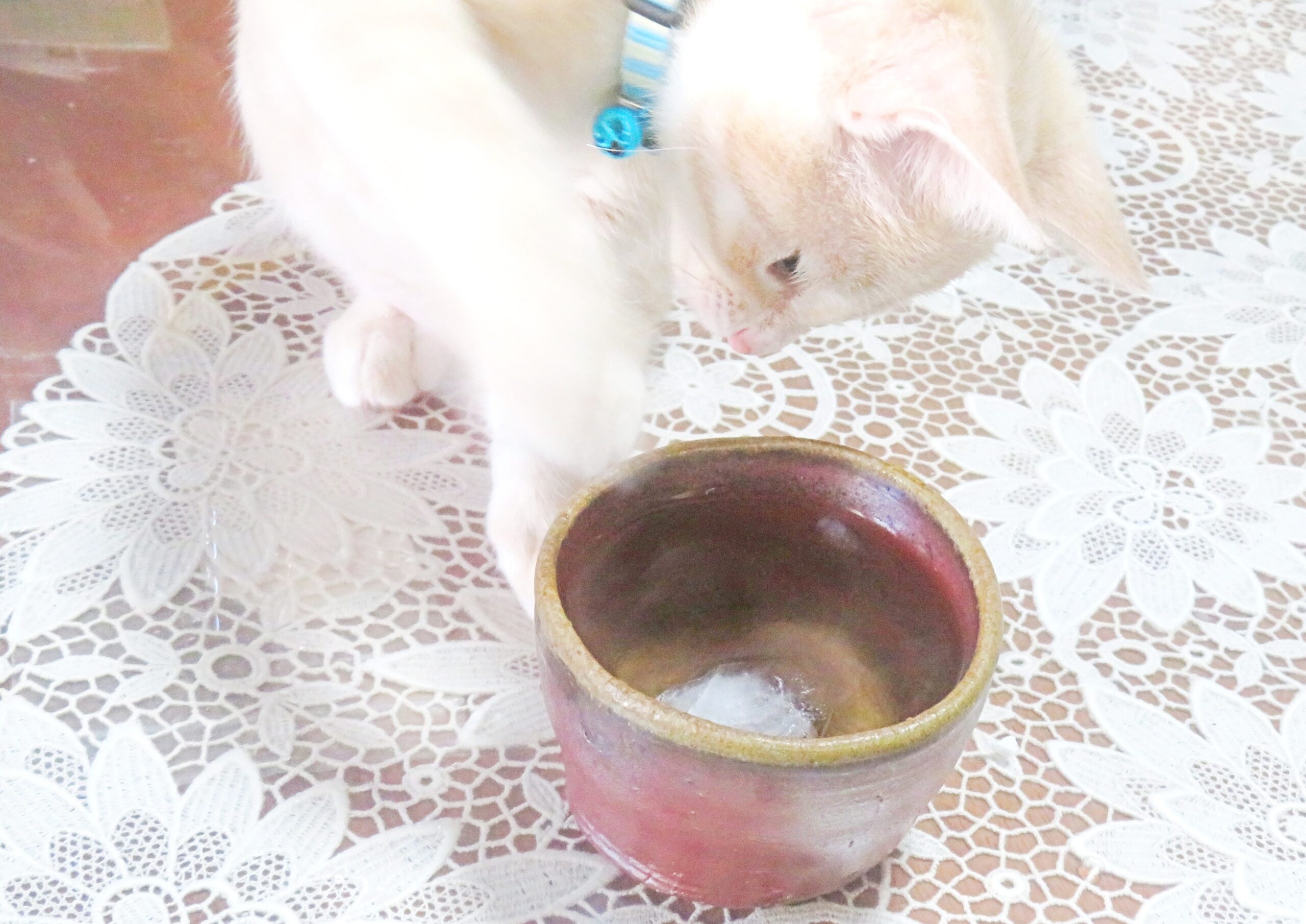 こねこ、そら、水飲み